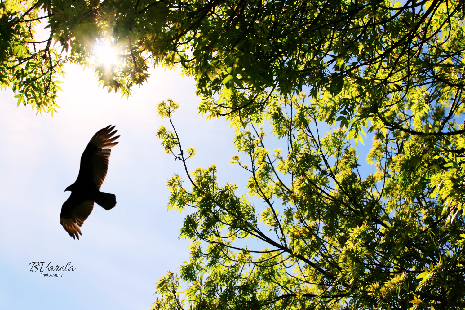 Bird soaring in flight silhouetted against bright sun shining through lush green tree canopy. east bay area