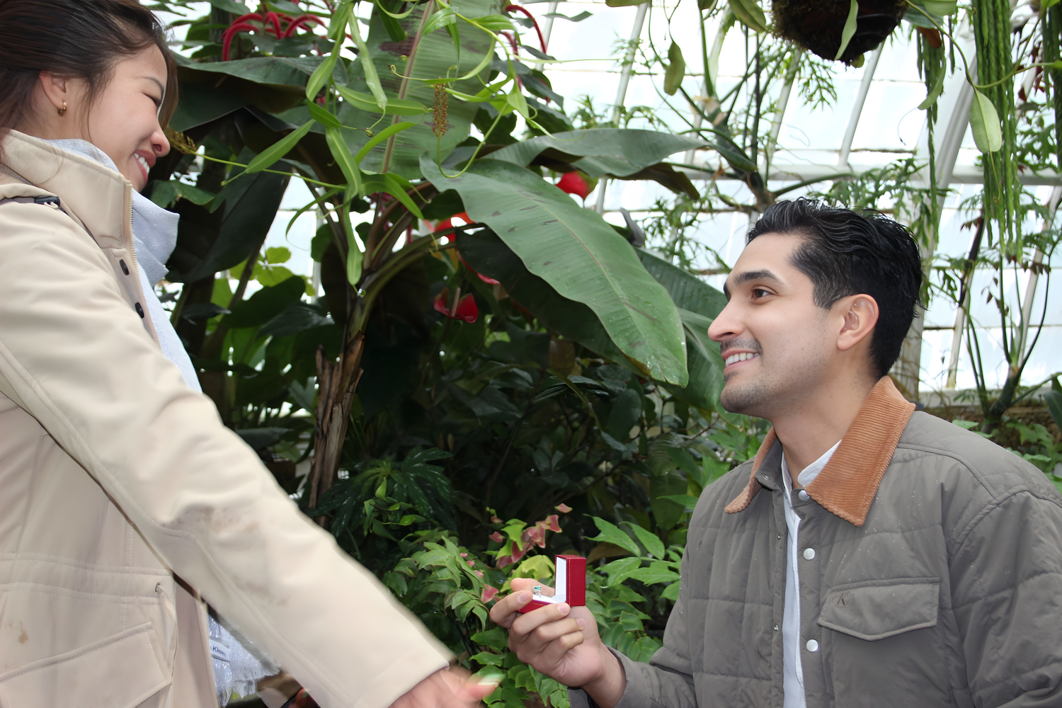 Man kneeling to propose to woman in lush greenhouse garden with tropical plants.