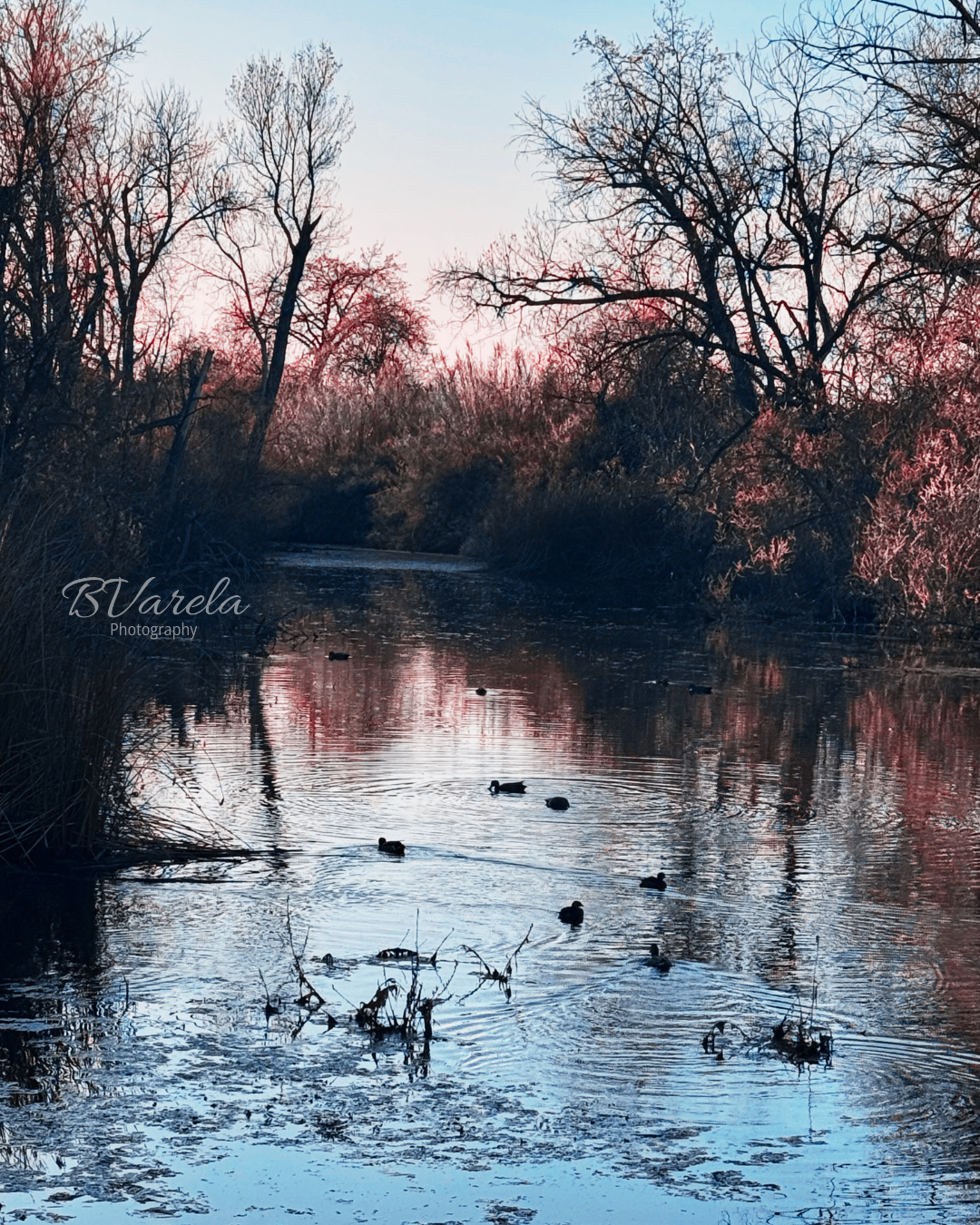 Ducks swimming on a serene lake at dusk with pink-hued trees. Shadow cliffs, pleasanton, photographer