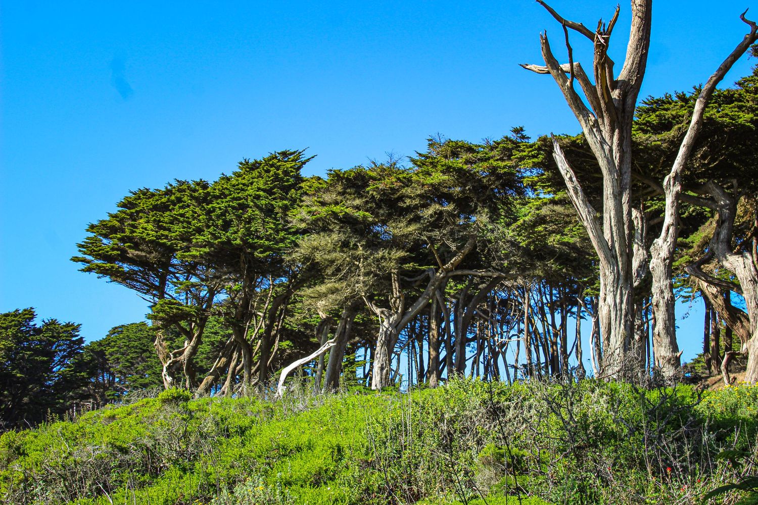 Wind-swept cypress trees on a lush green hillside against a vivid blue sky on the California coast.