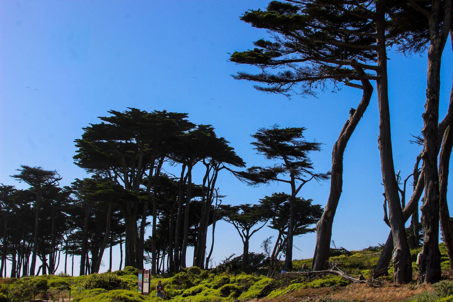 Wind-swept cypress trees silhouetted against a clear blue sky on a rugged coastal hillside covered in green moss.