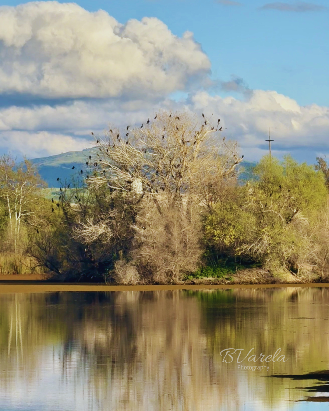 Birds perched in bare tree reflected in calm lake under cloudy sky. Shadow cliffs, pleasanton, photographer