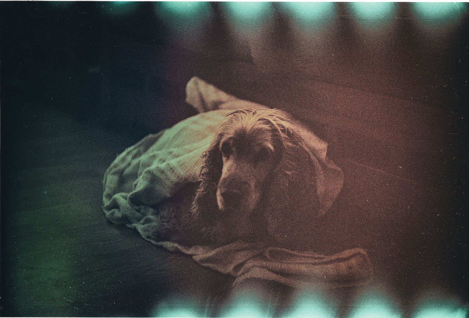 Recovered photograph of beloved pet dog from damaged film.