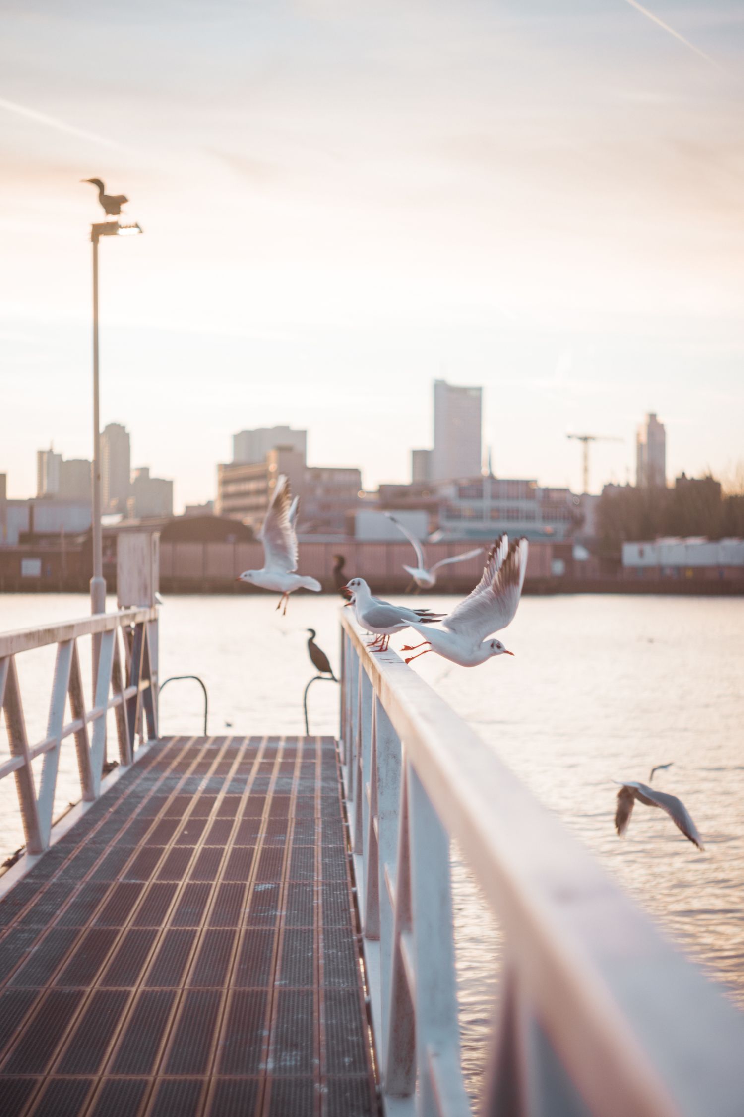 Seagulls perch and fly around a wooden pier during sunset with a city skyline in the background. Shot with Helios 44 vintage lens