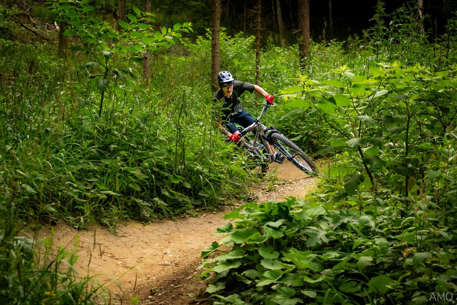 Cyclist navigates a winding dirt trail through dense forest vegetation.