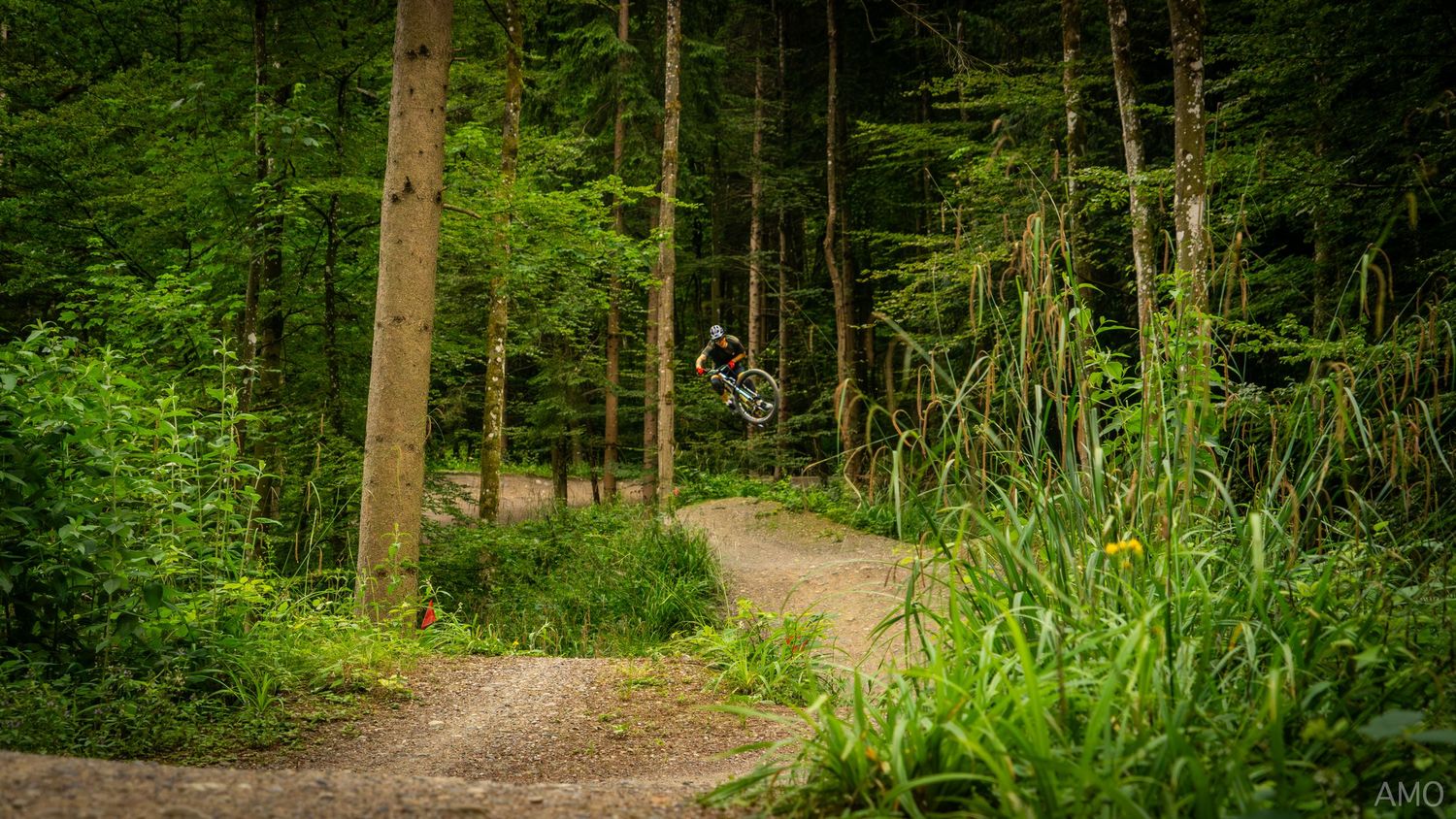 Mountain bike trail curves through forest with tall grass and pine trees.