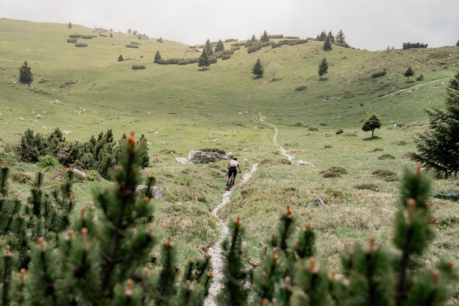 Mountain biking trail winding through green alpine meadows with scattered pine trees.