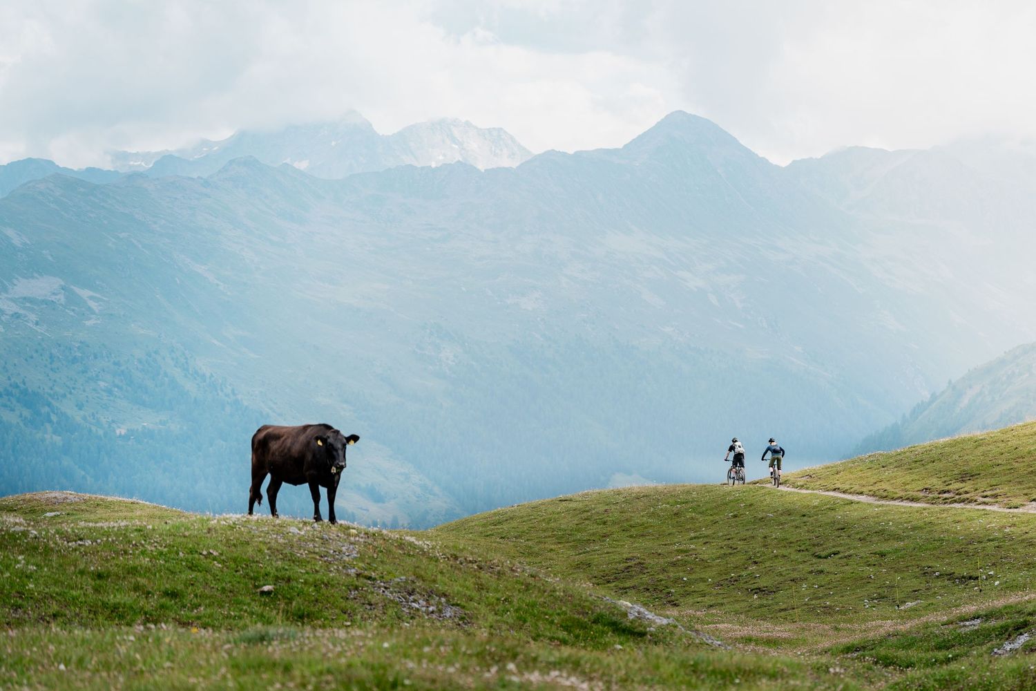 Black bull standing on grassy mountainside with distant peaks in background.