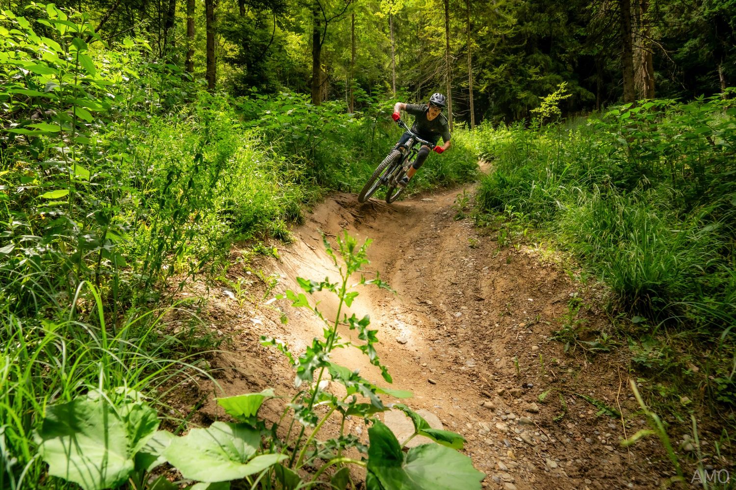 Mountain biker descends steep dirt trail surrounded by green forest foliage.