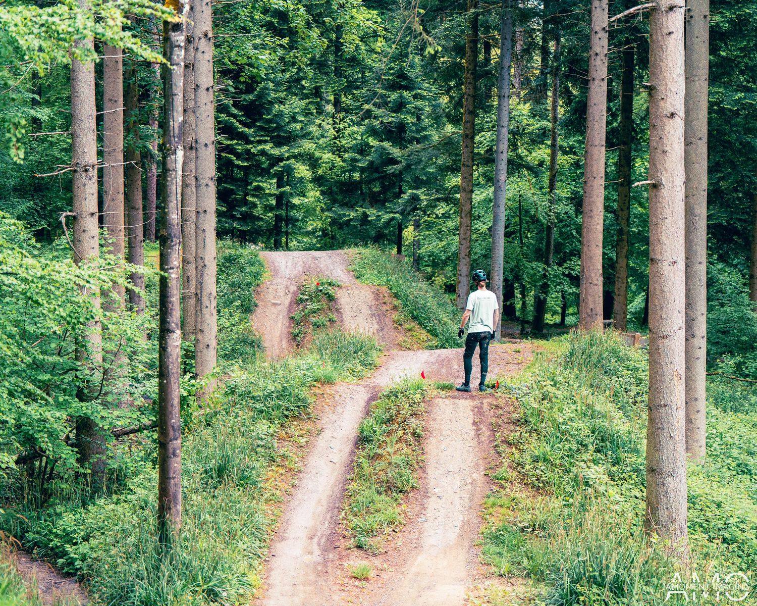 Peaceful forest path with dirt tracks leading through tall pine trees.