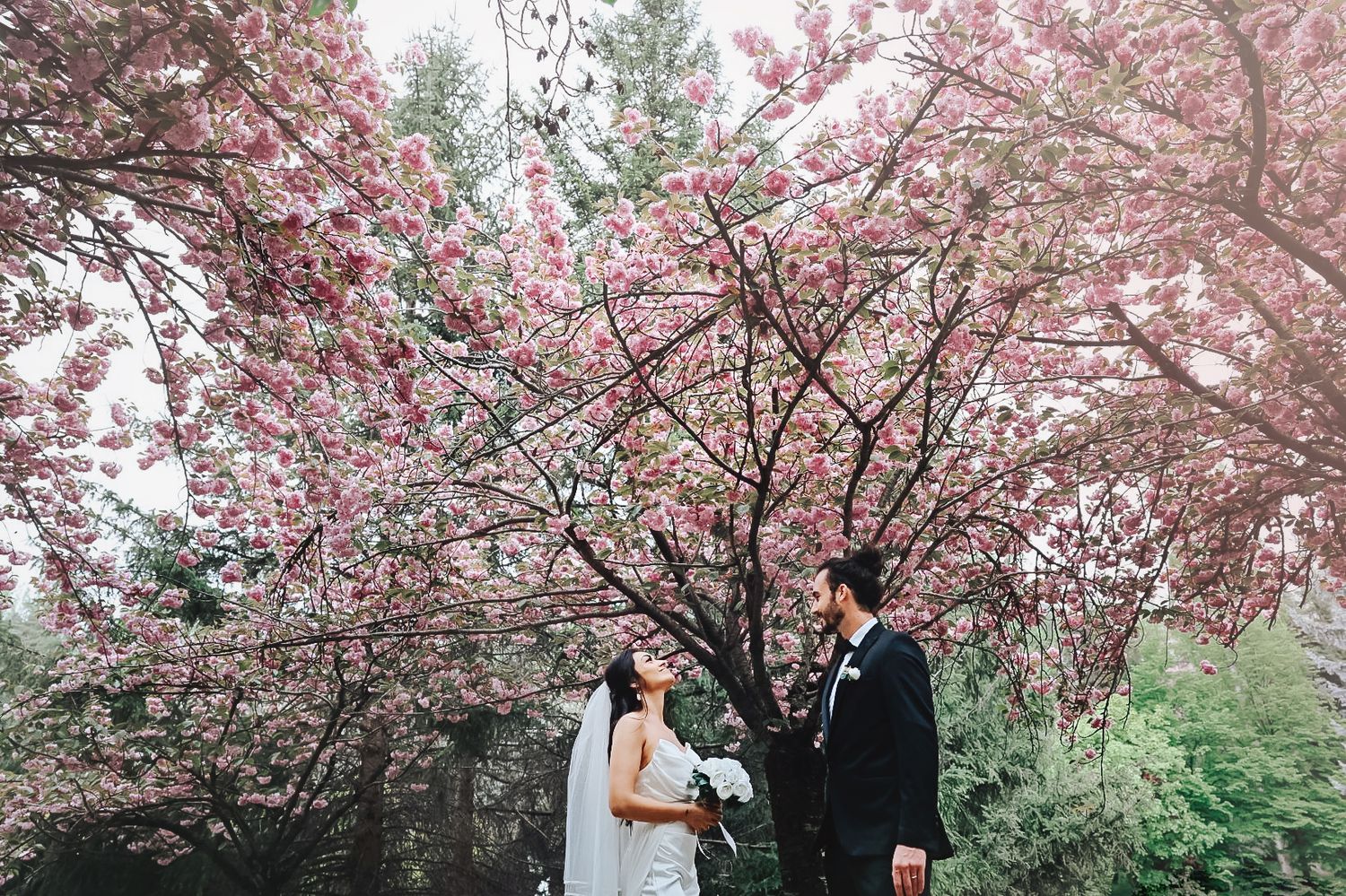 A couple shares a tender moment under a beautiful blooming cherry blossom tree.