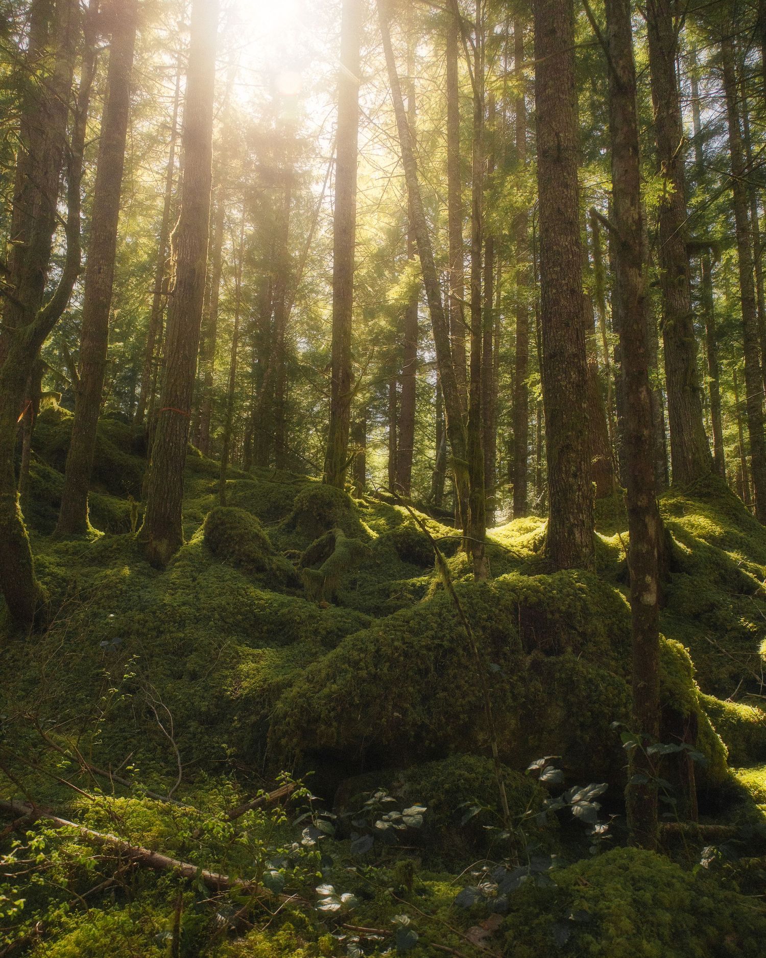Sunlight streaming through tall trees in a lush green mossy forest floor.