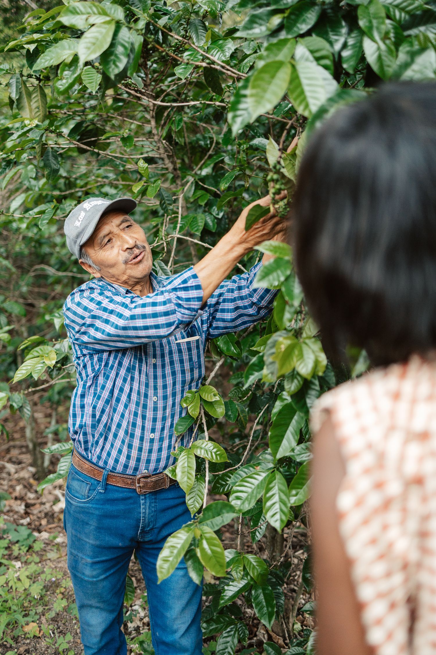 Smiling farmer in plaid shirt showing coffee plant to visitor in lush forest.