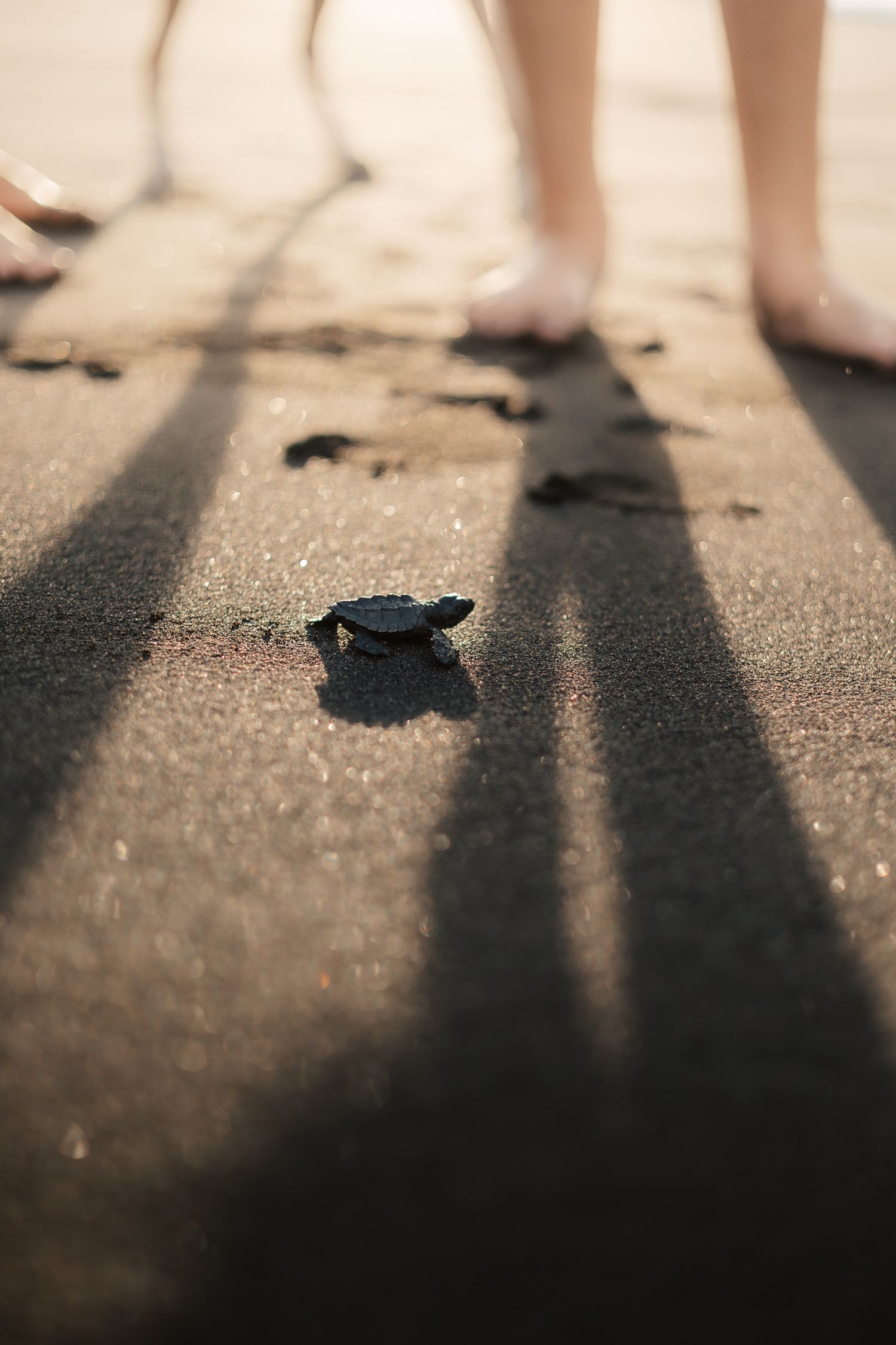 A tiny sea turtle hatchling crawls across dark sandy beach near bare human feet casting long shadows in golden sunlight.