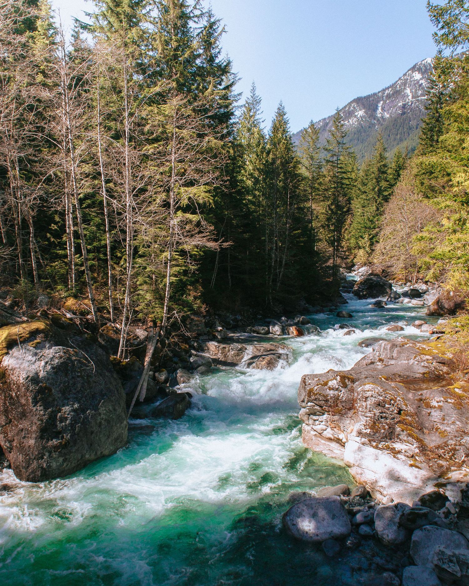 Turquoise mountain river rushing over rocks through a lush evergreen forest with a snow-capped peak in the background.