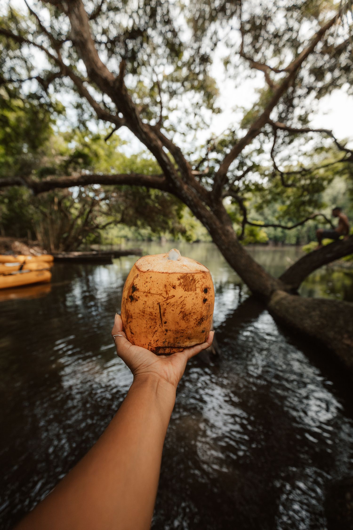 Hand holding a fresh coconut by a serene jungle river with lush green trees in the background.