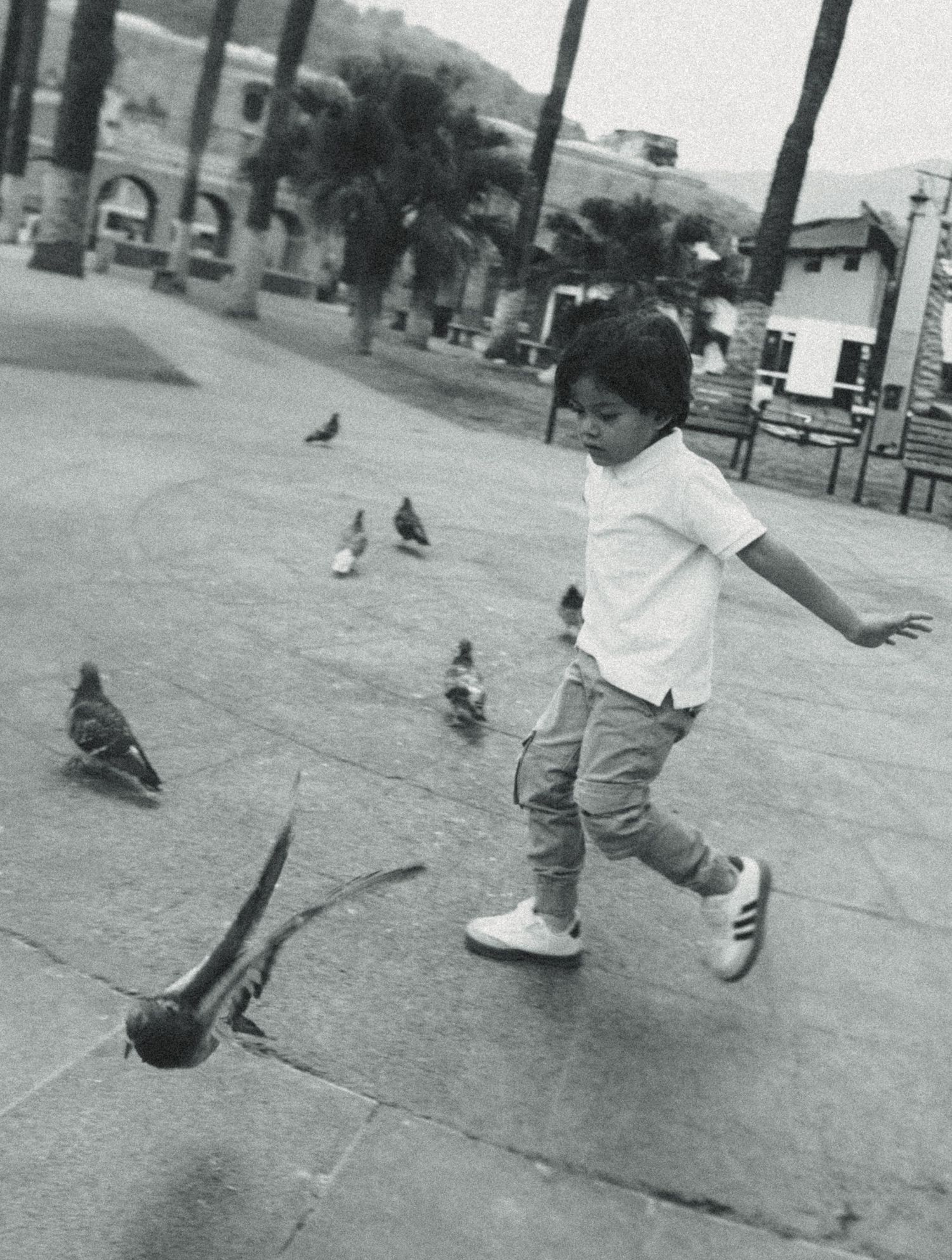 Black and white photo of a young child chasing pigeons in an outdoor plaza with palm trees and buildings.