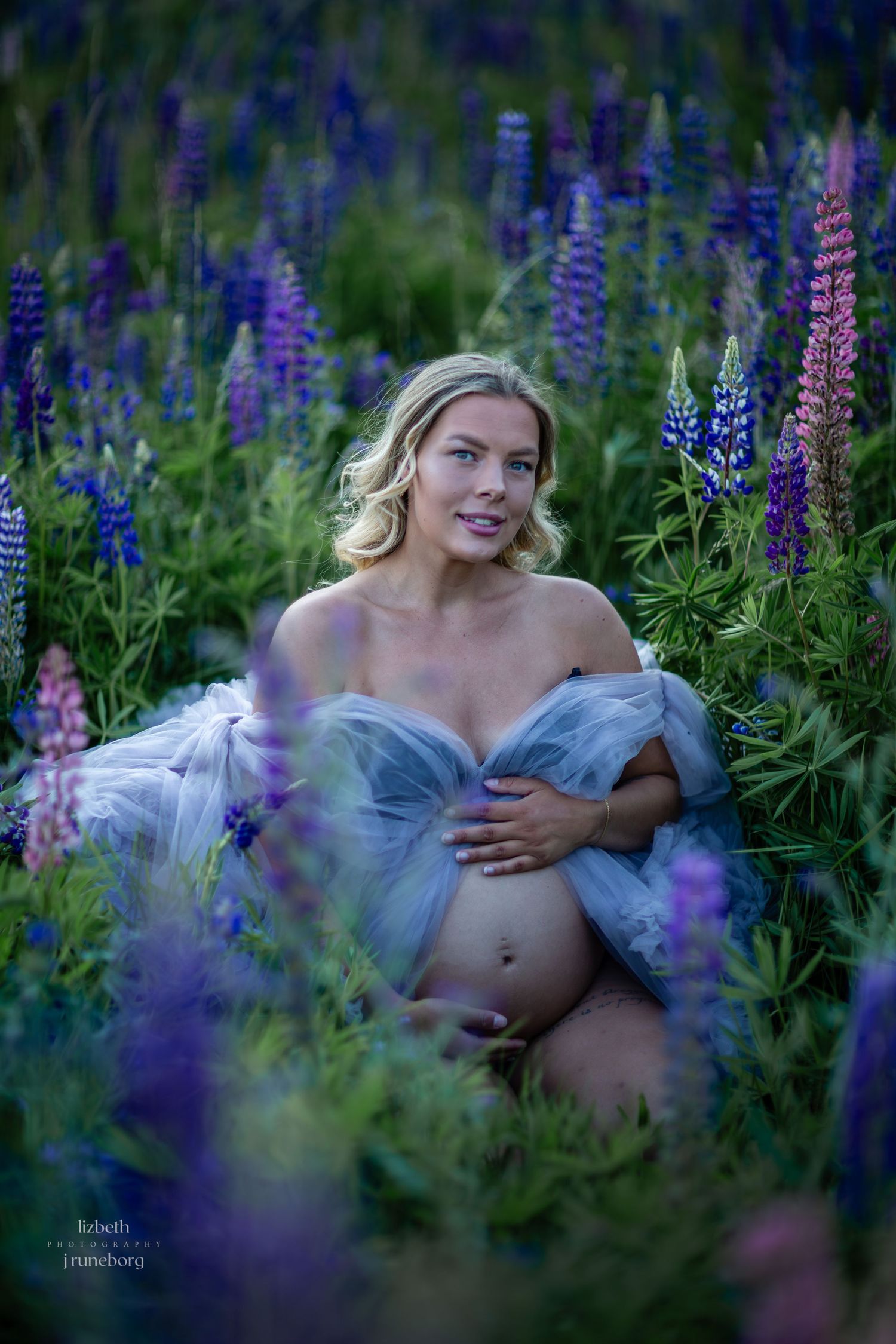 Gravidfotografering vid lupinfält i mjukt kvällsljus