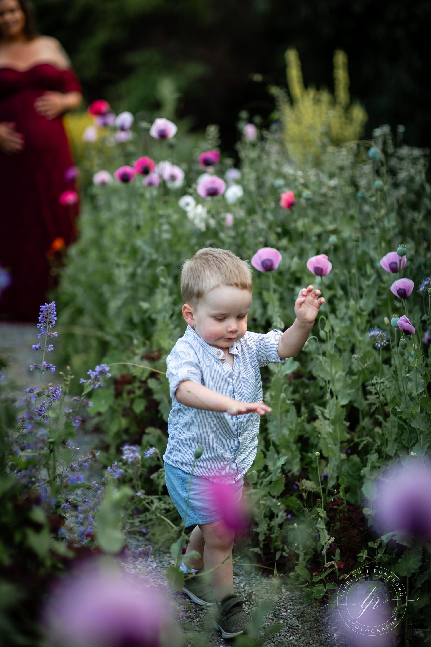 Curious toddler boy in blue outfit exploring a vibrant garden filled with colorful poppy flowers.