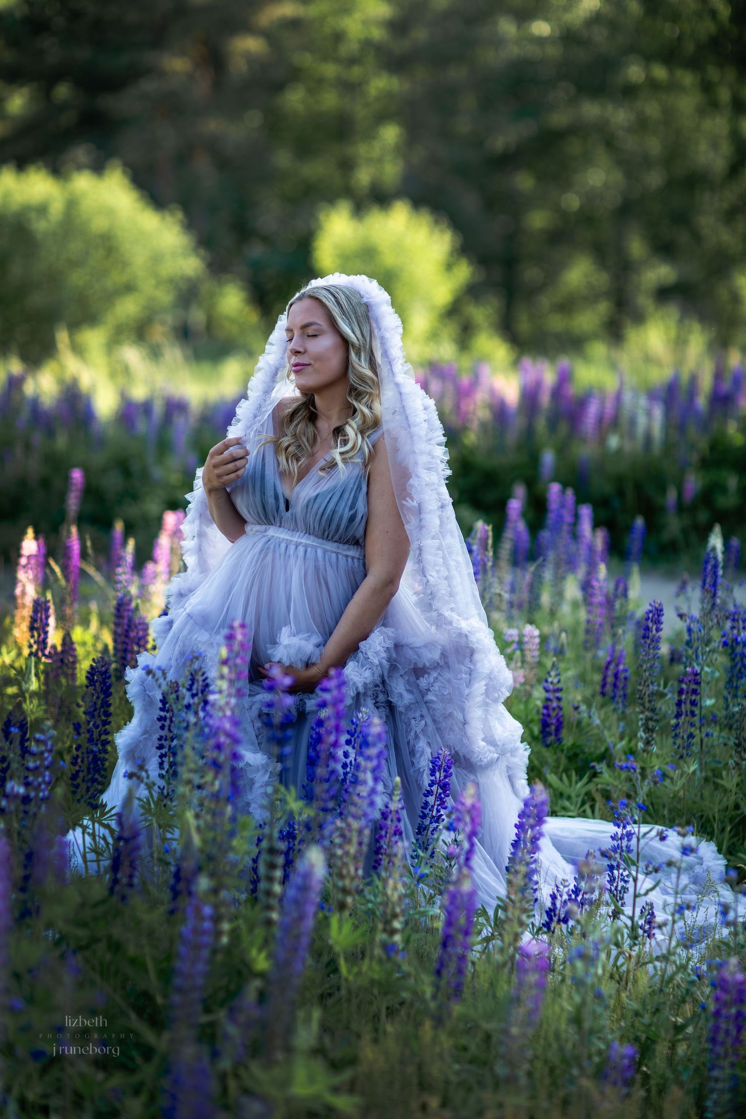 Gravidfotografering i lupinfält / blommor