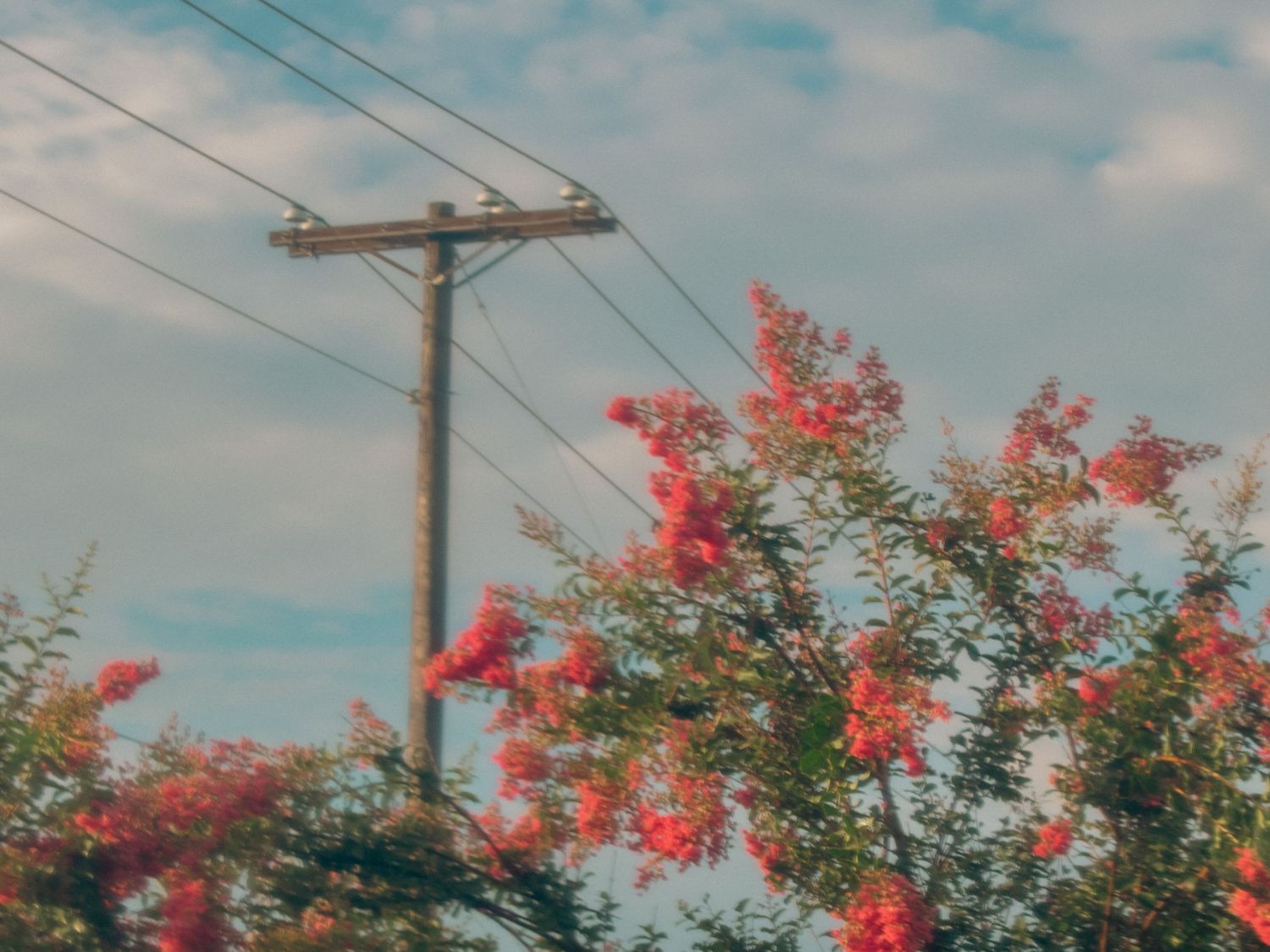 Red flowering tree beside a wooden utility pole with power lines against a cloudy blue sky.