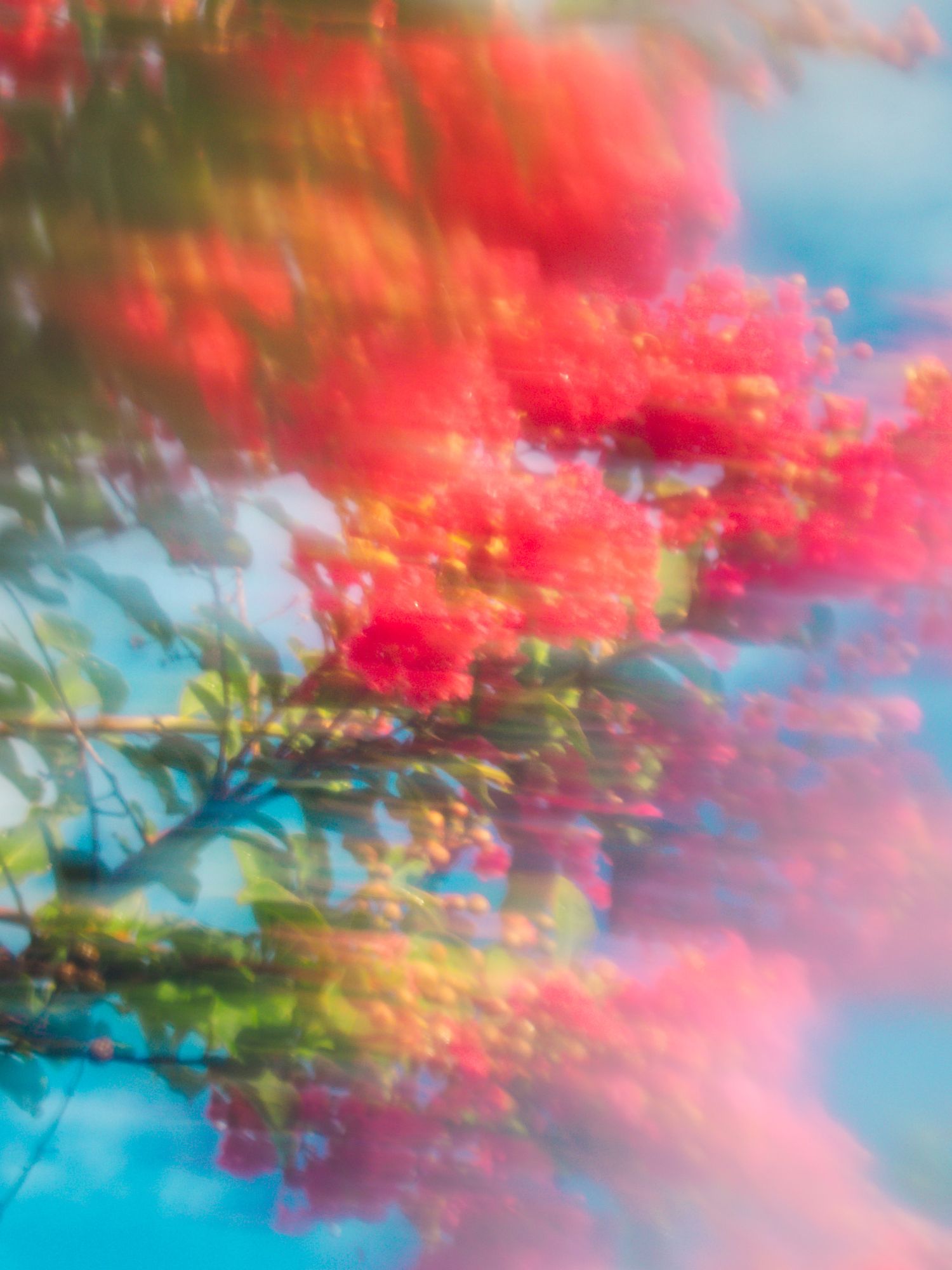 Blurred abstract photo of vibrant red tropical flowers against a bright blue sky, creating a dreamy, impressionistic effect.