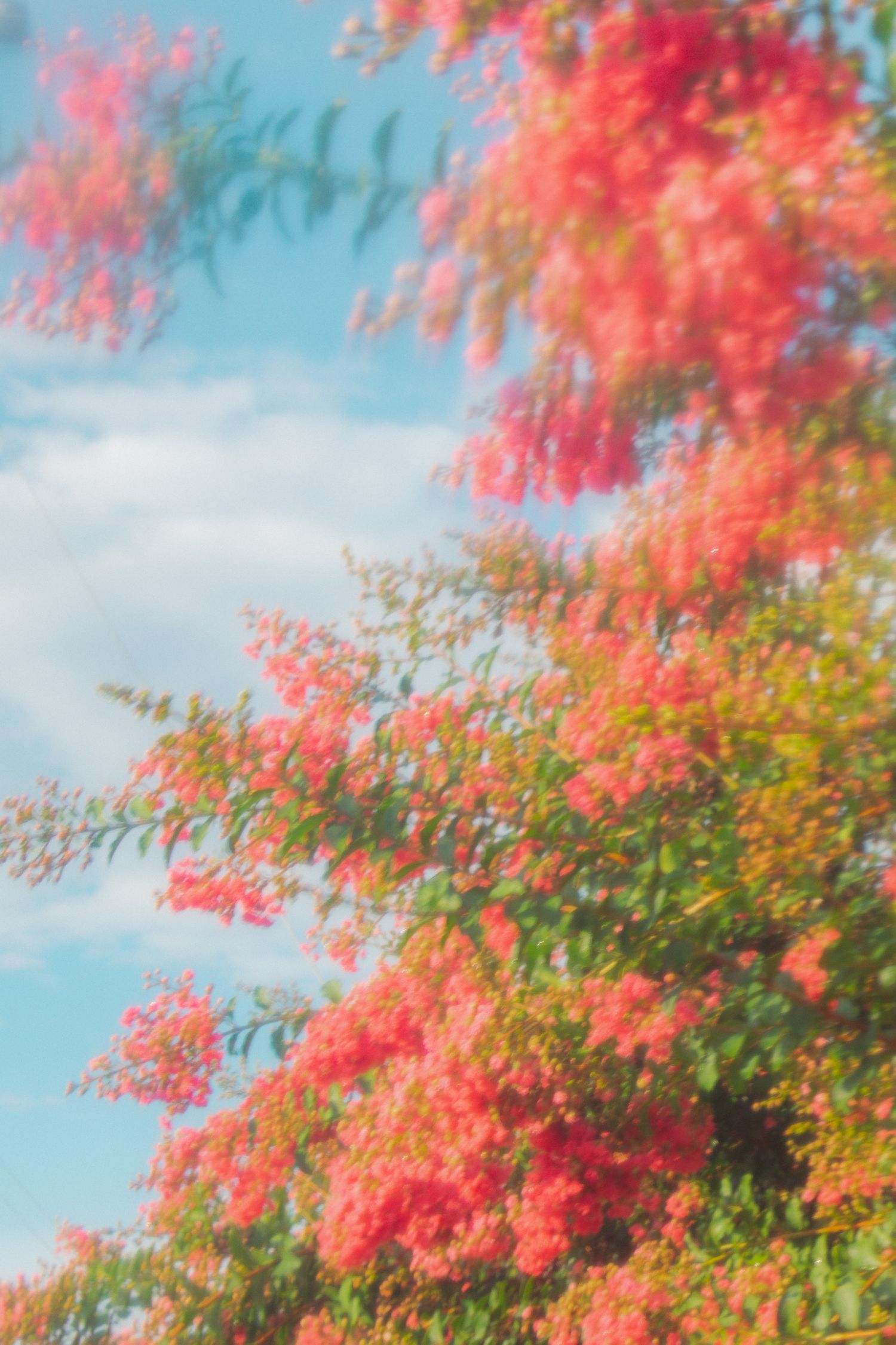 Vibrant pink blooming trees against a blue sky with white clouds on a sunny day.