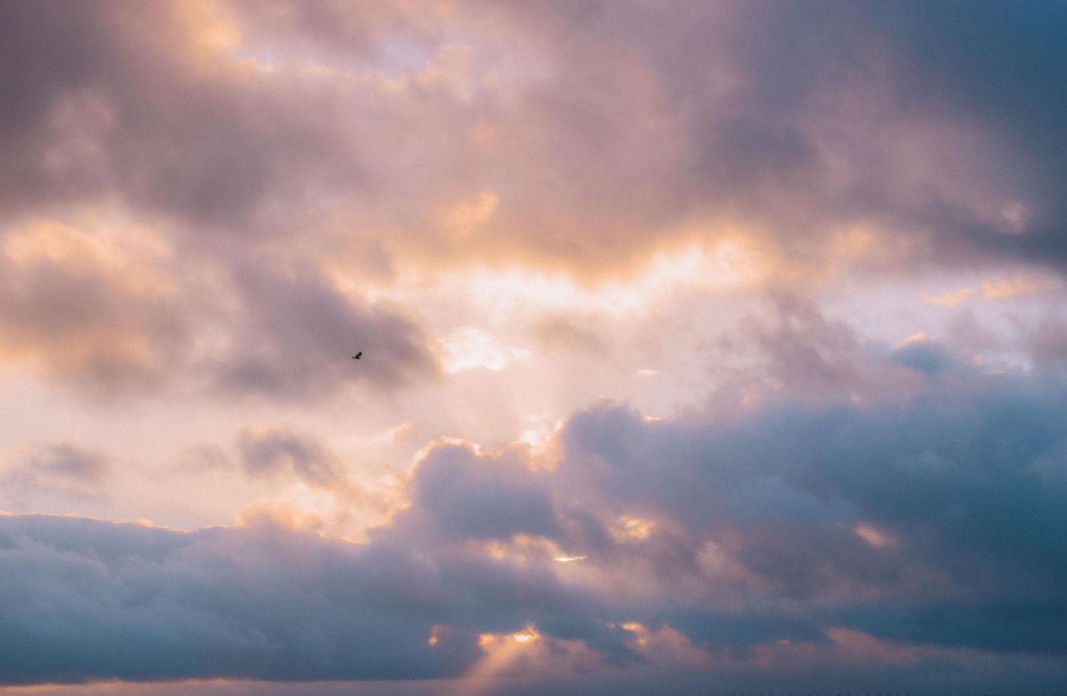 A dramatic sunset sky with pink and blue clouds and a lone bird soaring in the distance.