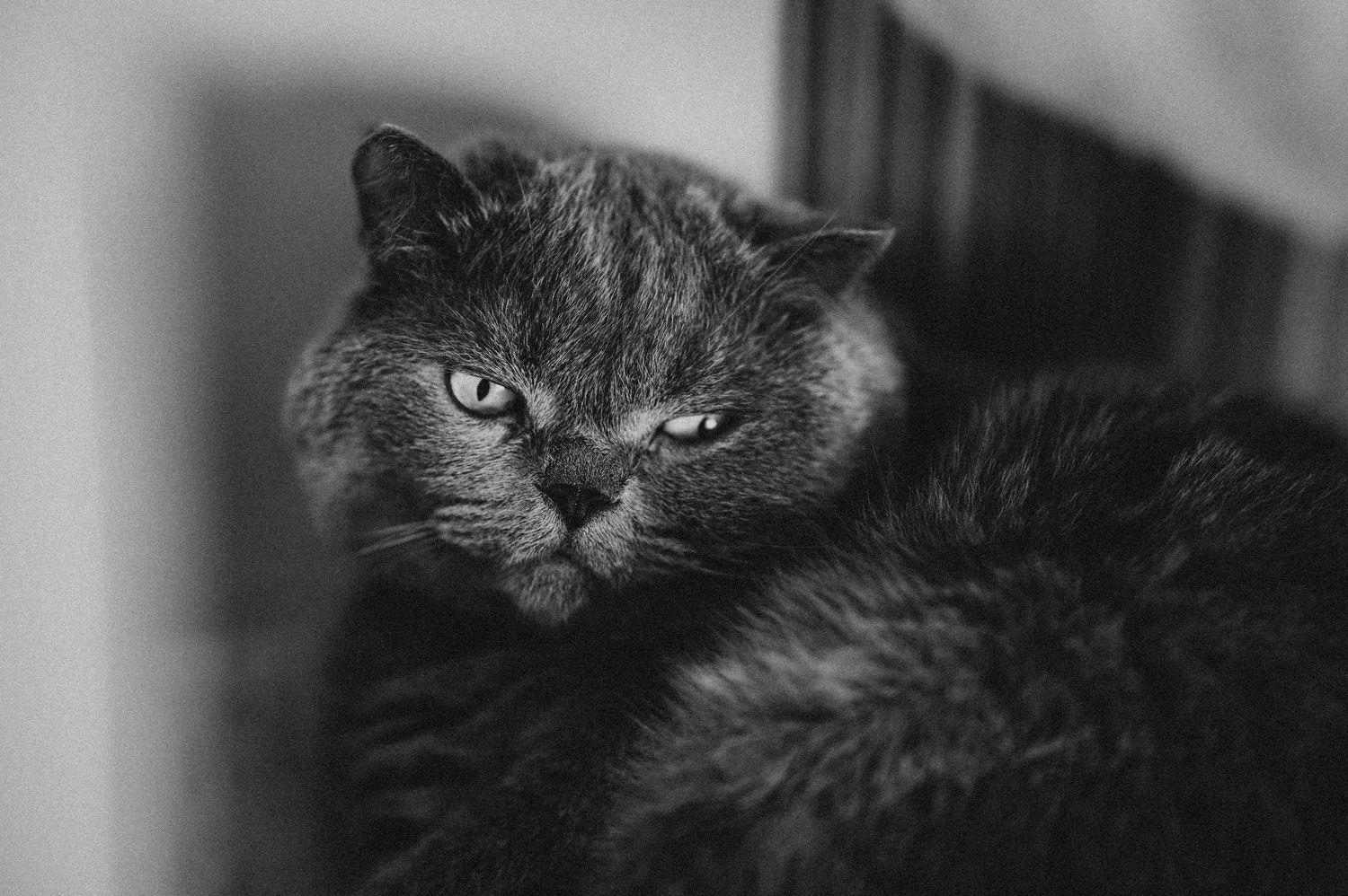 A moody black and white portrait of a fluffy gray cat with piercing eyes resting indoors.