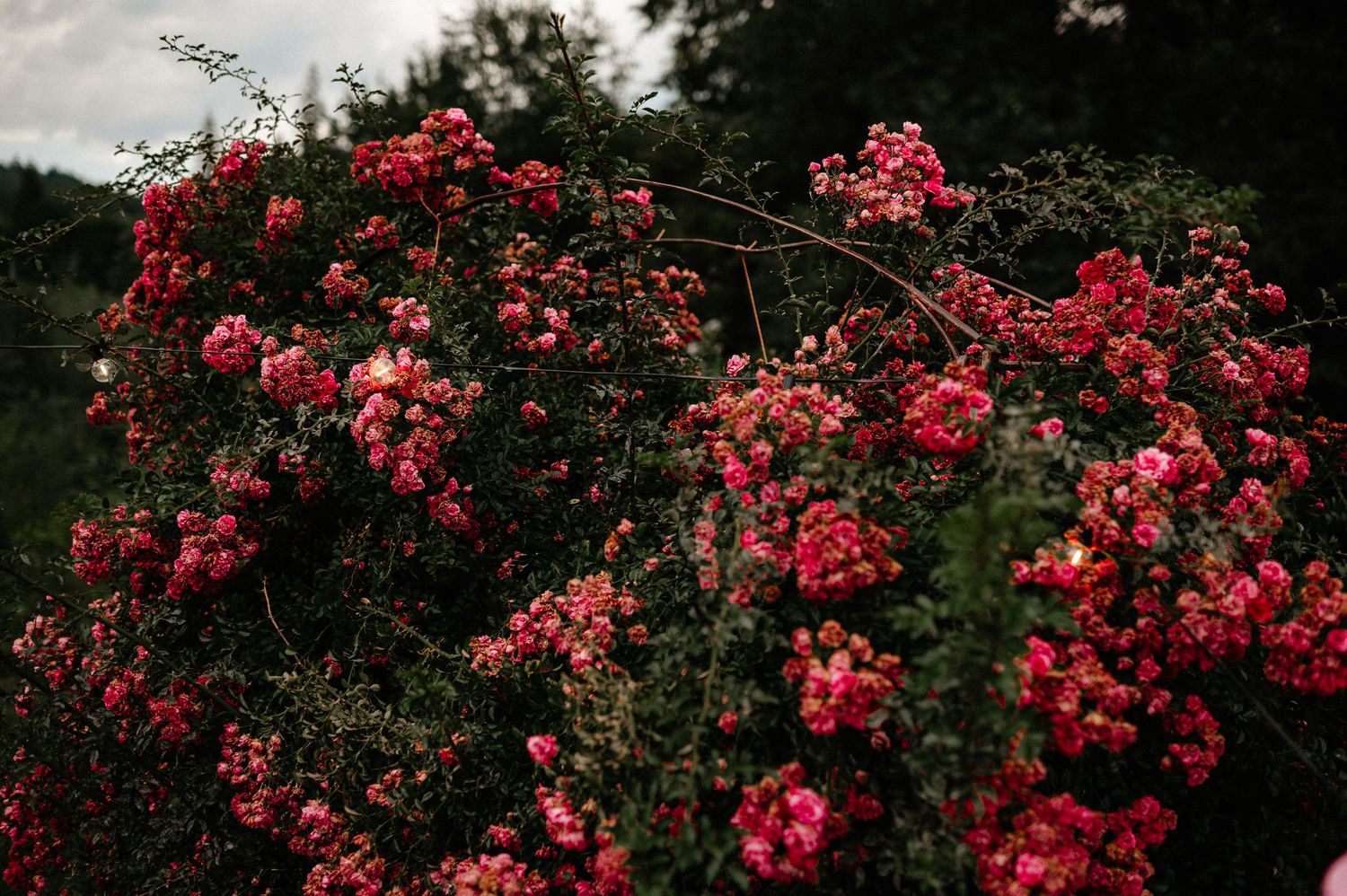 Lush climbing rose bush covered in abundant bright pink blooms against a cloudy sky backdrop.