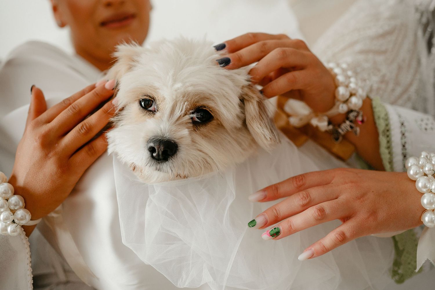 Close-up of adorable white Maltese puppy held by bride with pearl bracelet.