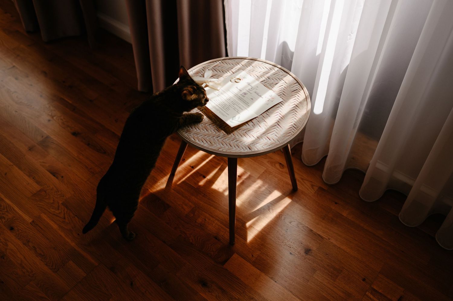 A black cat stands on hind legs at a rustic round wooden table with an open book, bathed in warm sunlight.