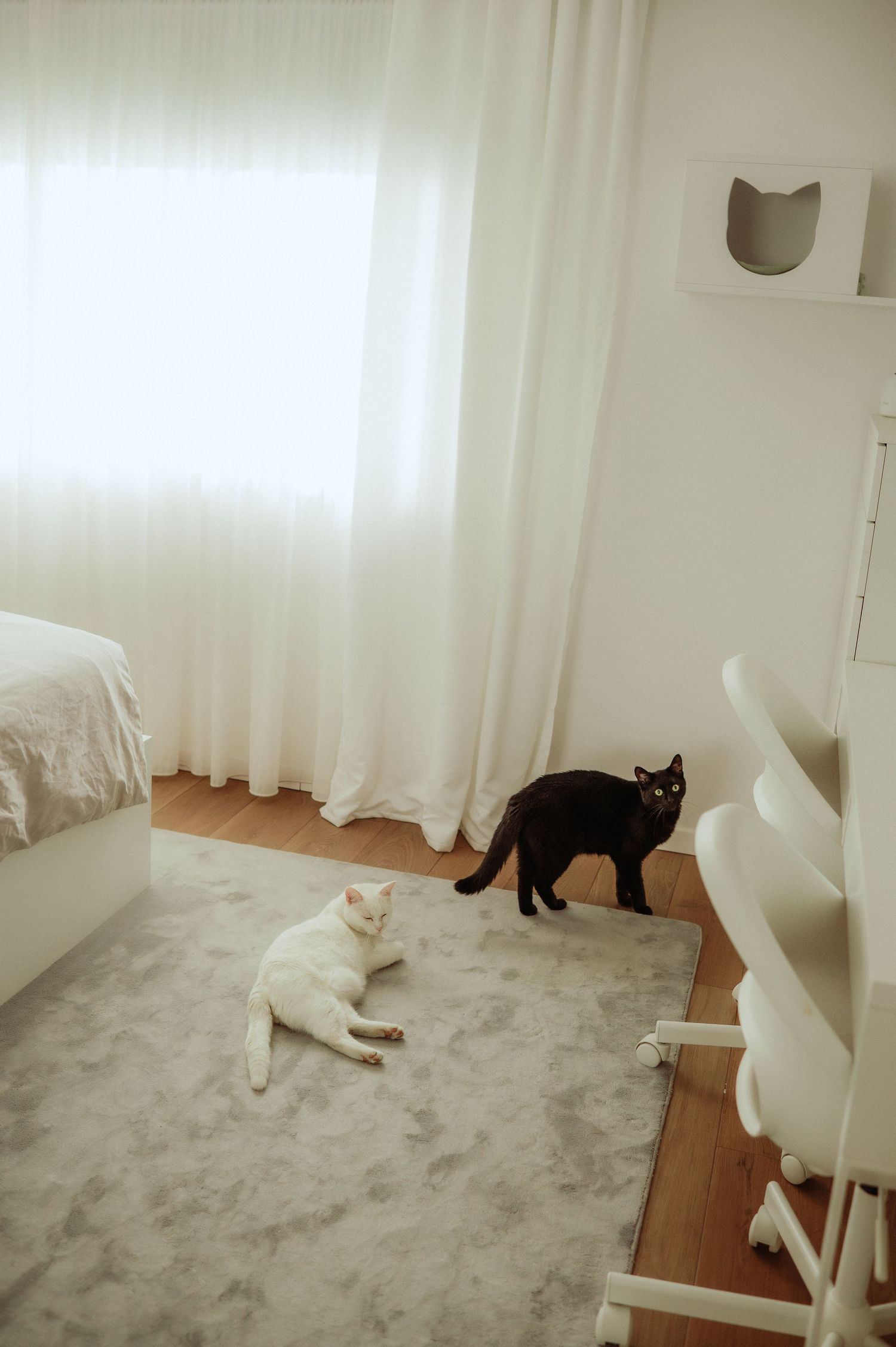 White and black cats in a bright minimalist white bedroom with curtains and cat wall shelf.