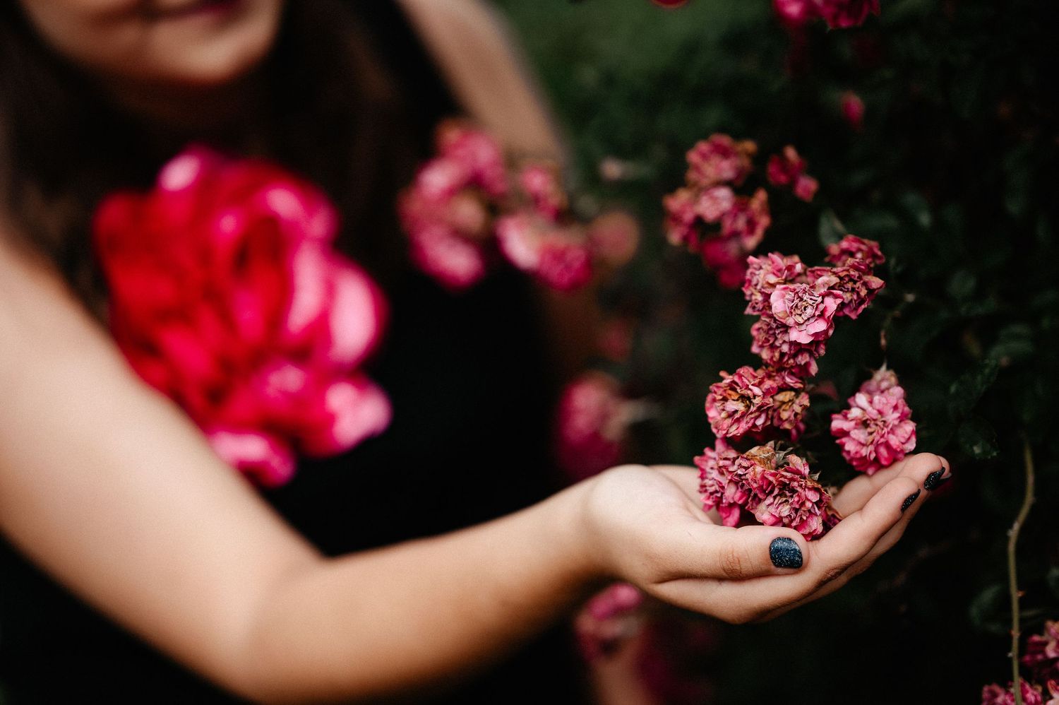 Woman in black dress gently holding small pink roses in cupped hands near flowering rose bush.