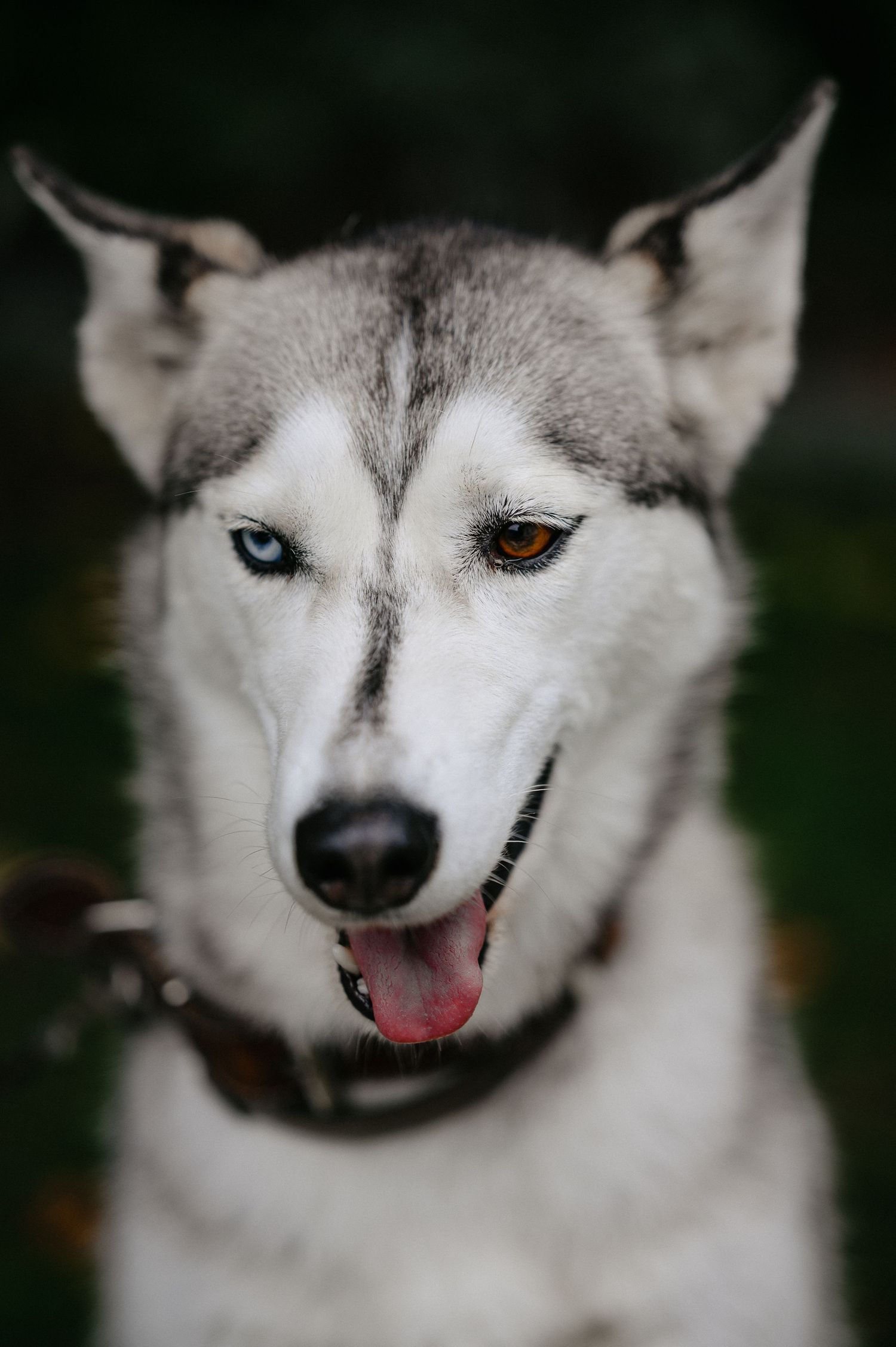 A Siberian Husky with heterochromia, one blue and one brown eye, wearing a collar with tongue out.