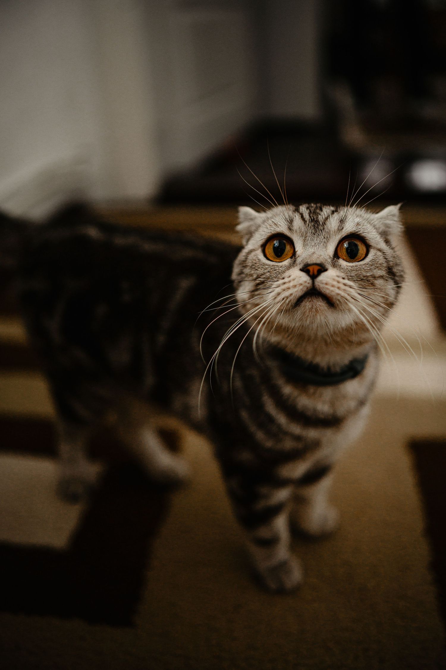 A Scottish Fold cat with striking amber eyes and tabby markings looks up curiously indoors.