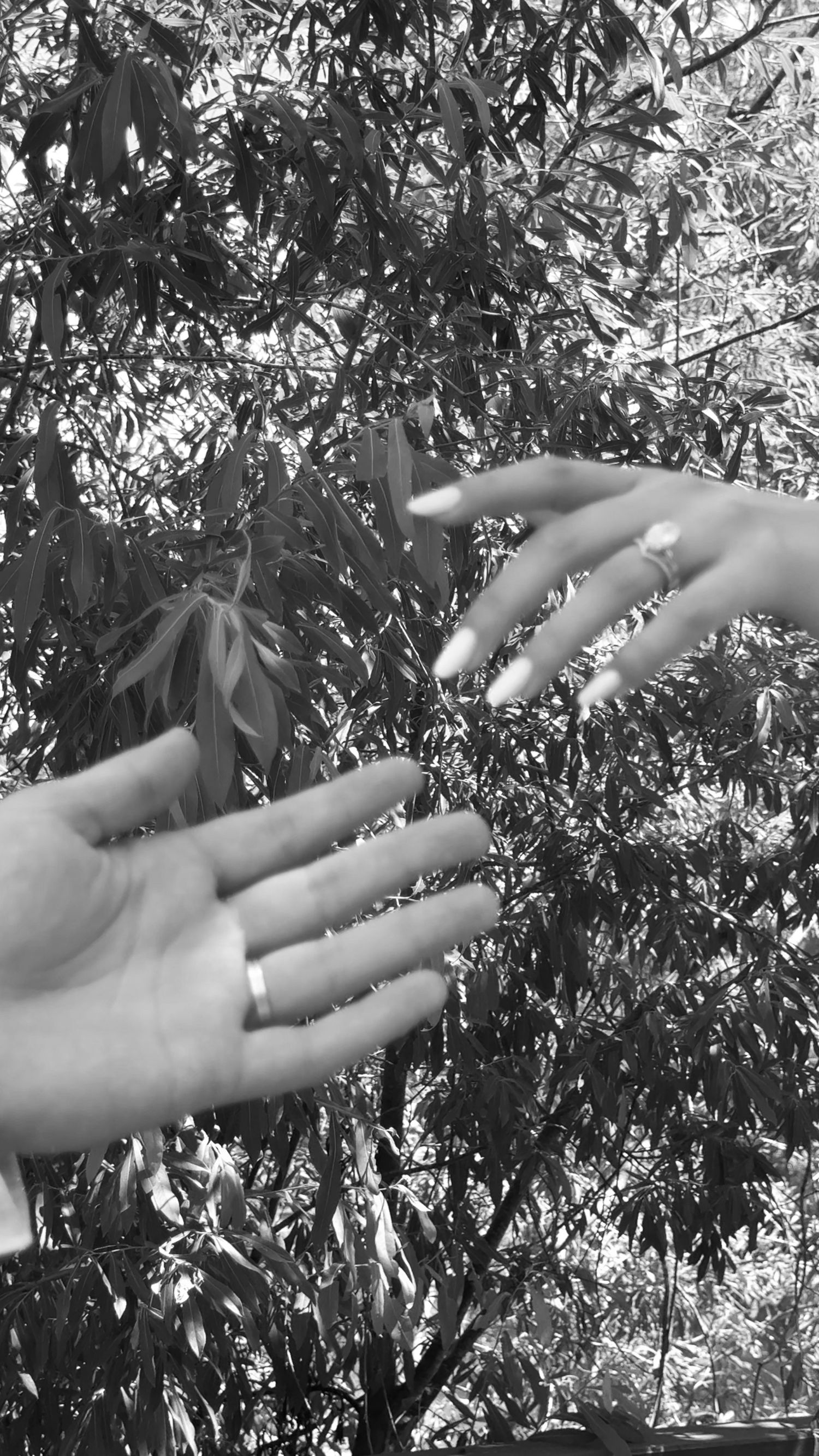 Black and white photo of two hands reaching toward each other with rings, set against a leafy tree background.