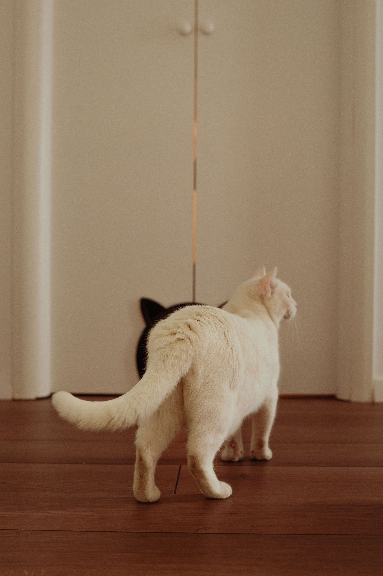A white cat and black cat stand together near a white door on a hardwood floor.