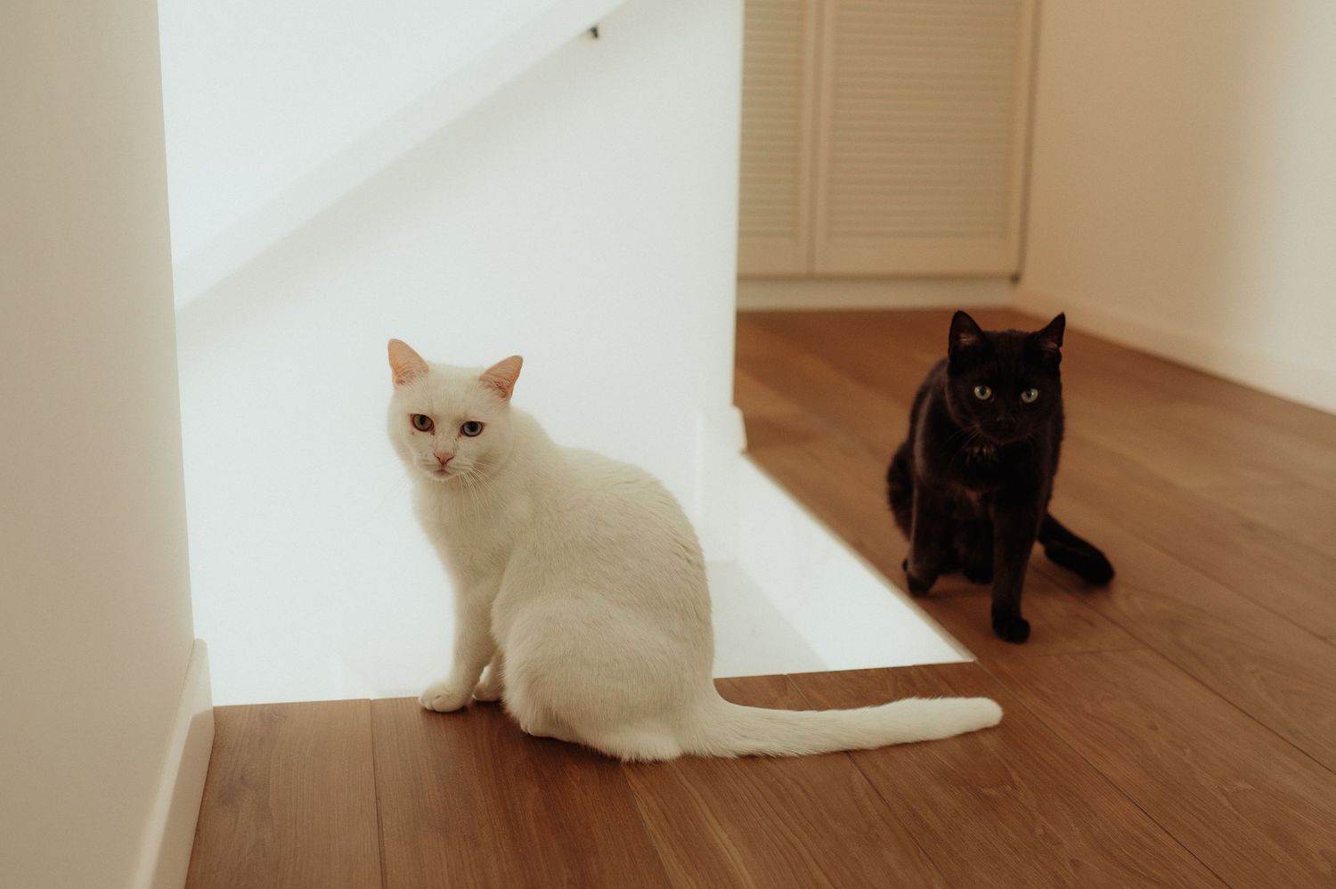 White and black cats sitting together on hardwood floor in bright home interior.
