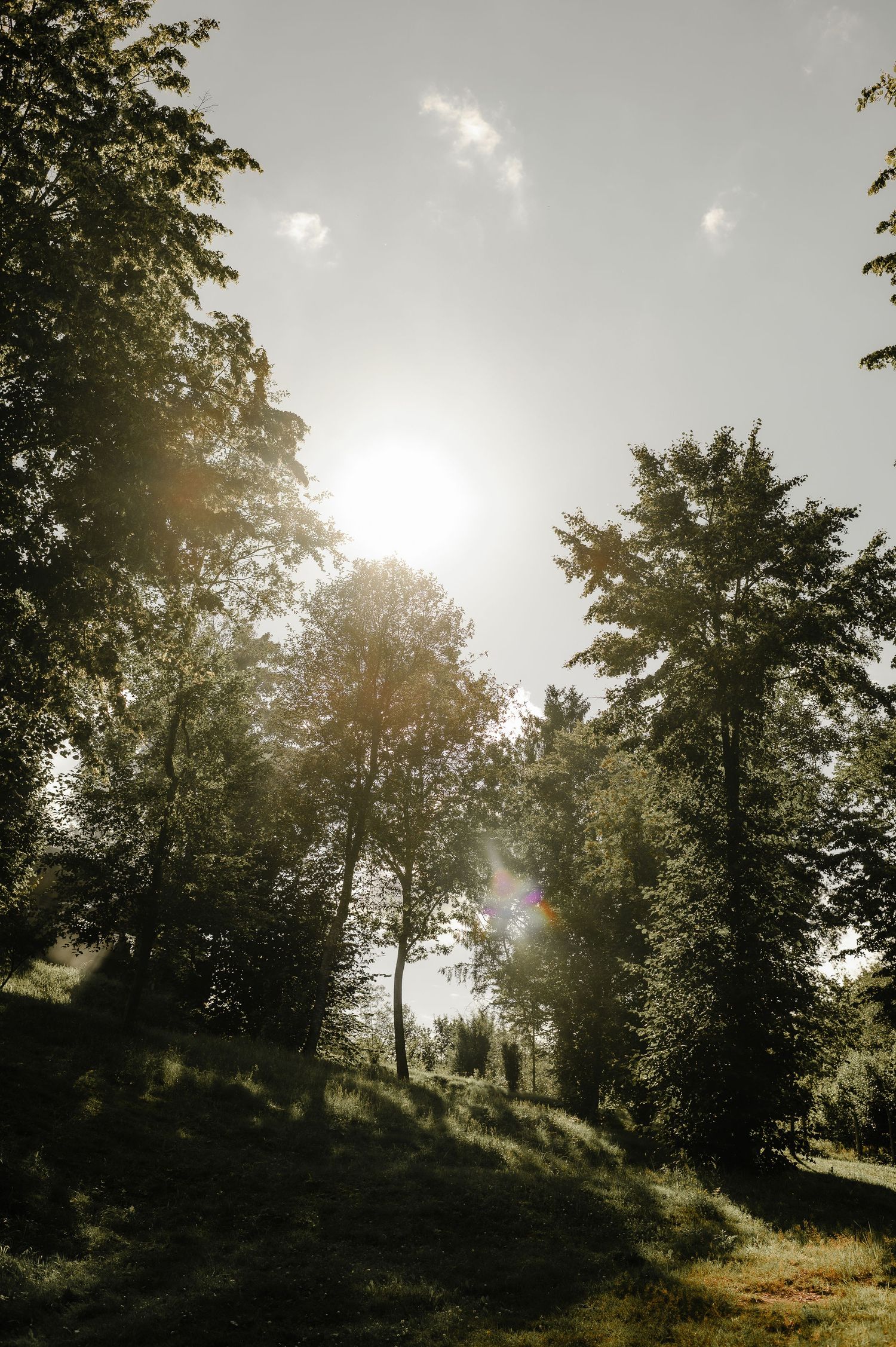 Sunlight streaming through lush green trees in a tranquil outdoor forest setting.