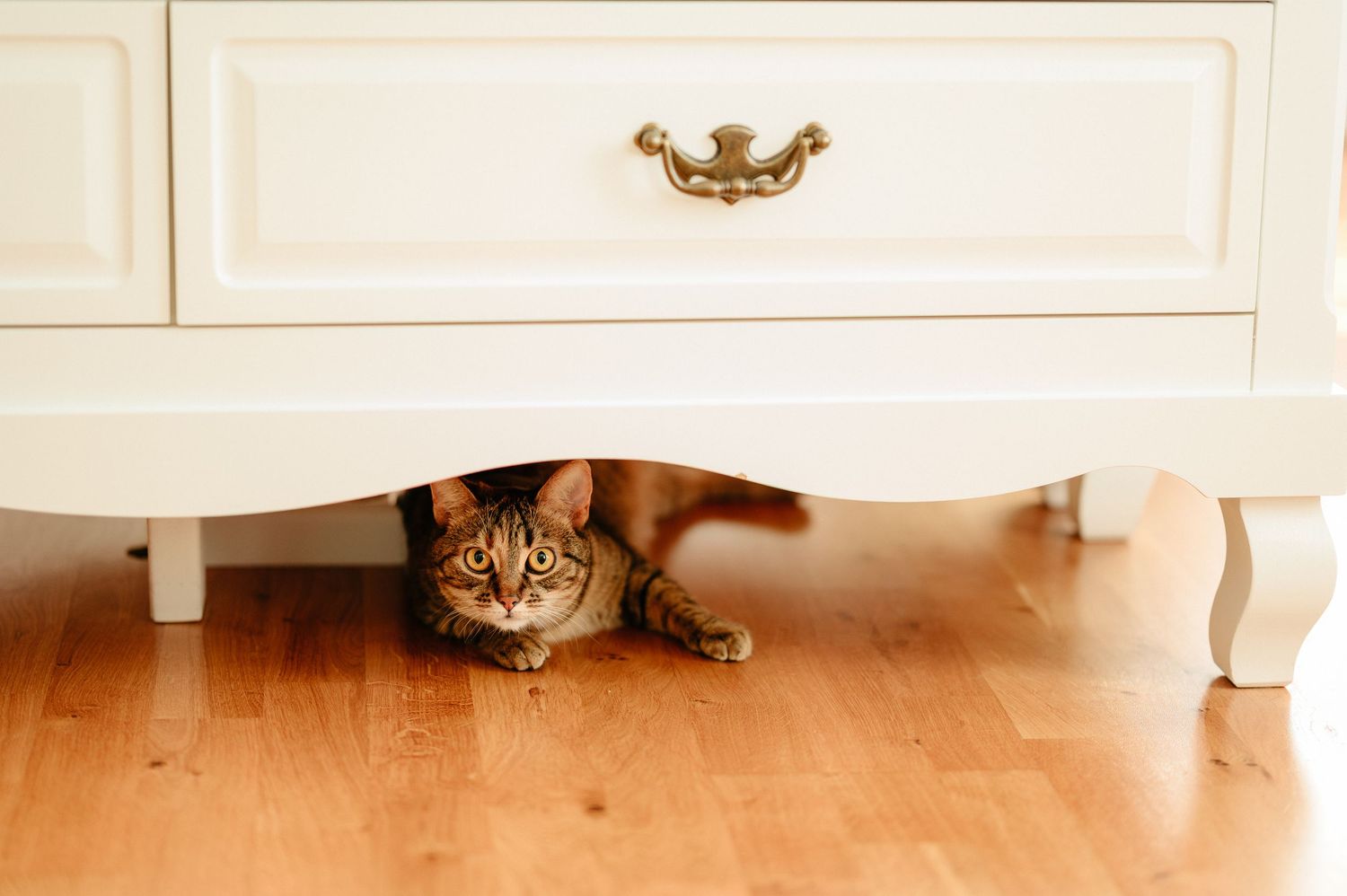 A curious Bengal cat hiding under a white vintage dresser on a warm hardwood floor, peering out with bright eyes.