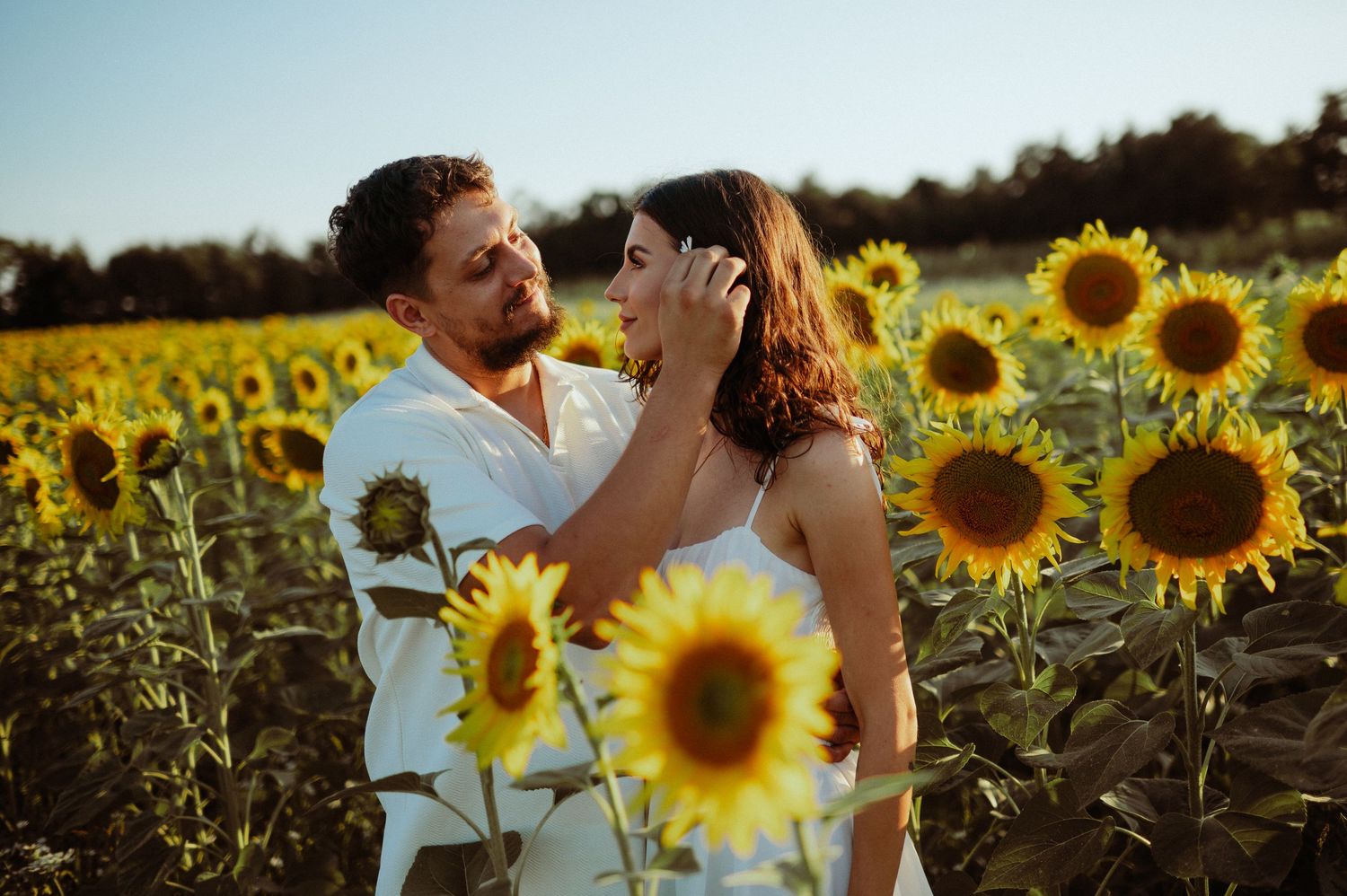 Couple embracing in a sunflower field, man gently touching womans face during golden hour.