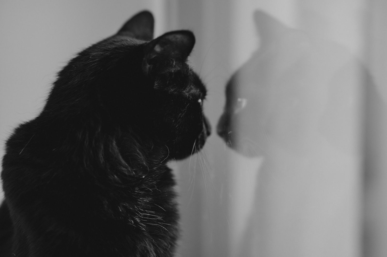 A black cat gazes at a white cat in a striking black and white portrait photograph.