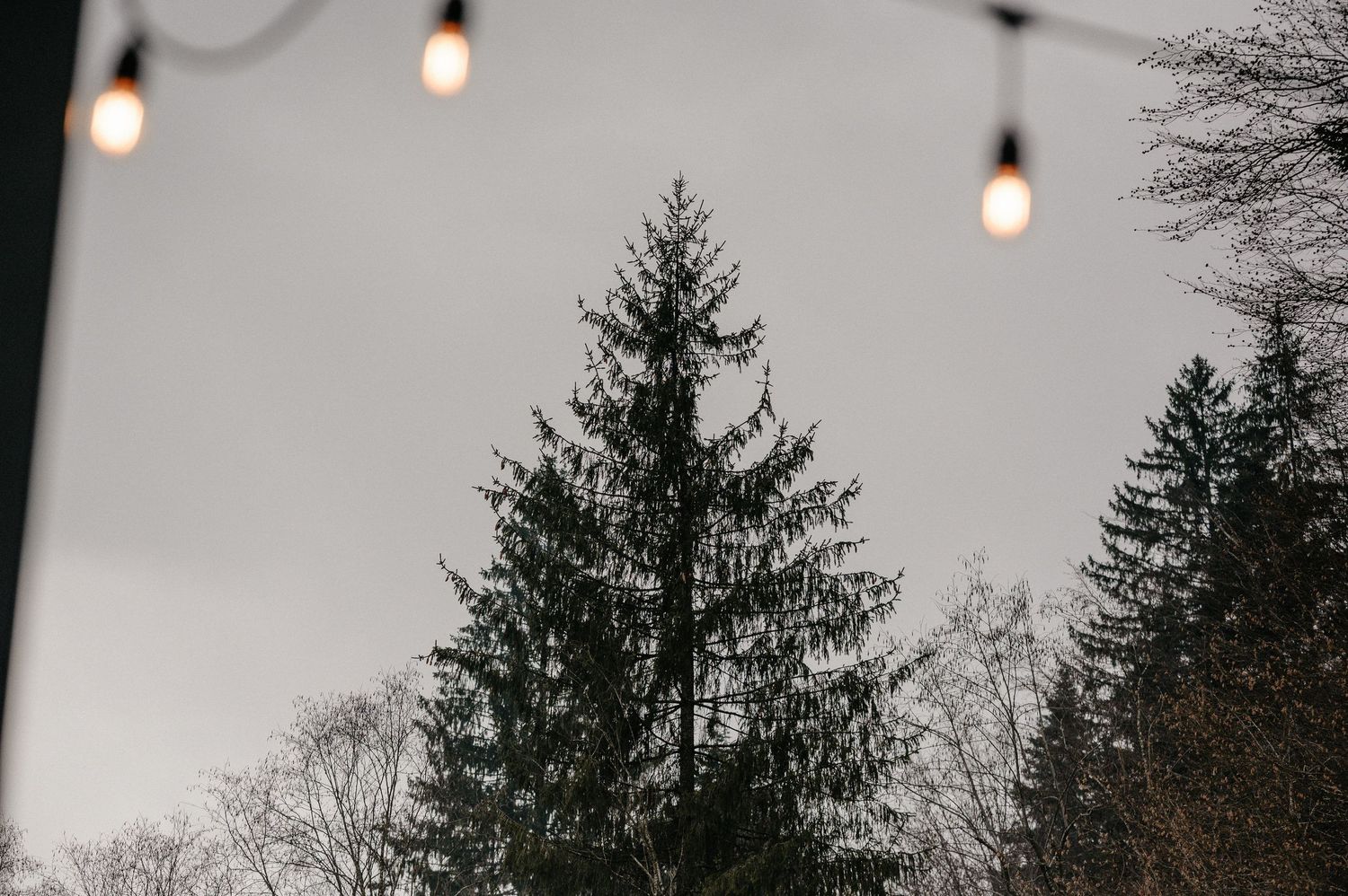 String of warm Edison bulb lights hanging against a moody sky with tall evergreen trees.