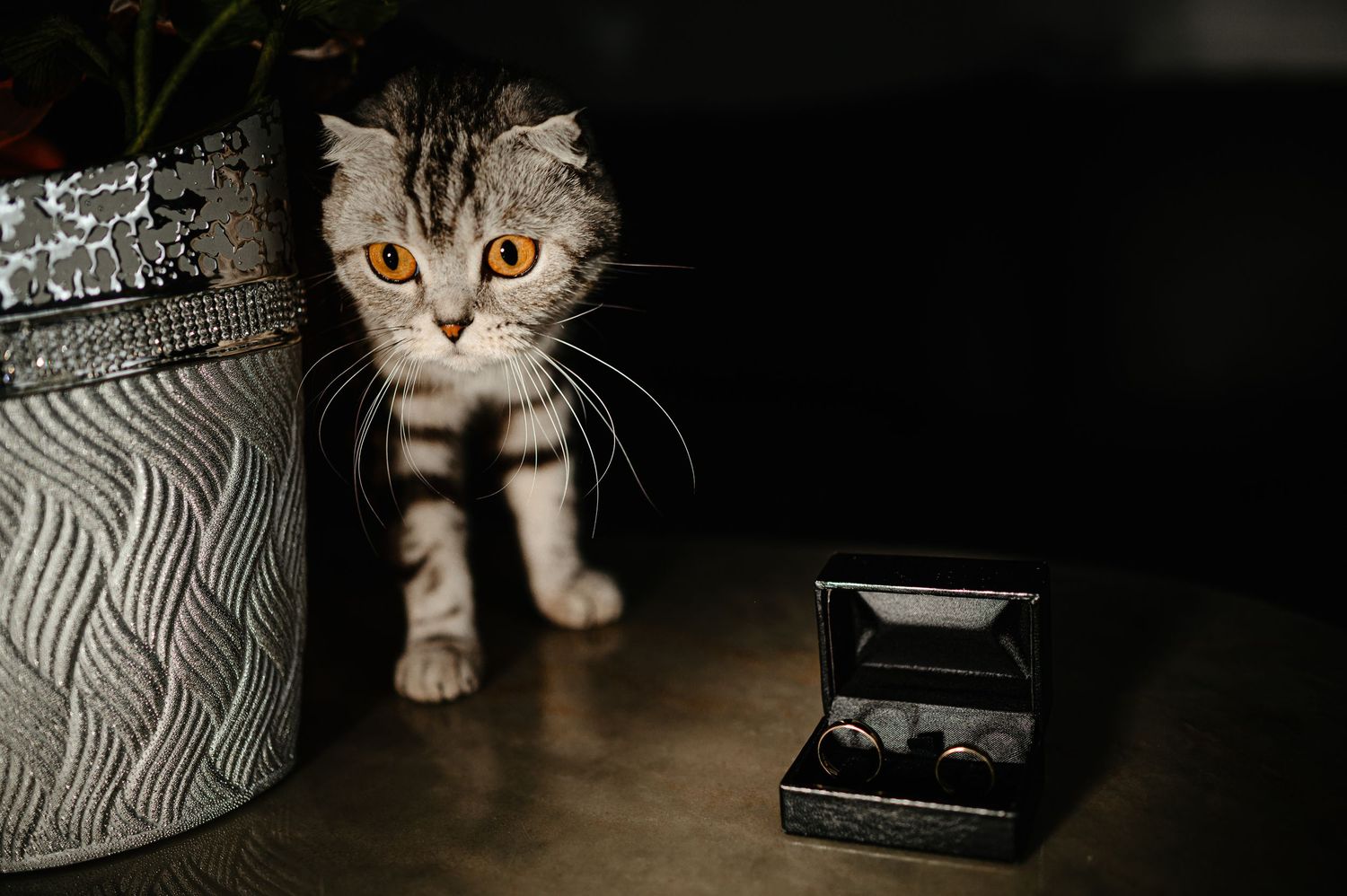 A Scottish Fold kitten with orange eyes stands near a jewelry box and decorative vase on a dark surface.