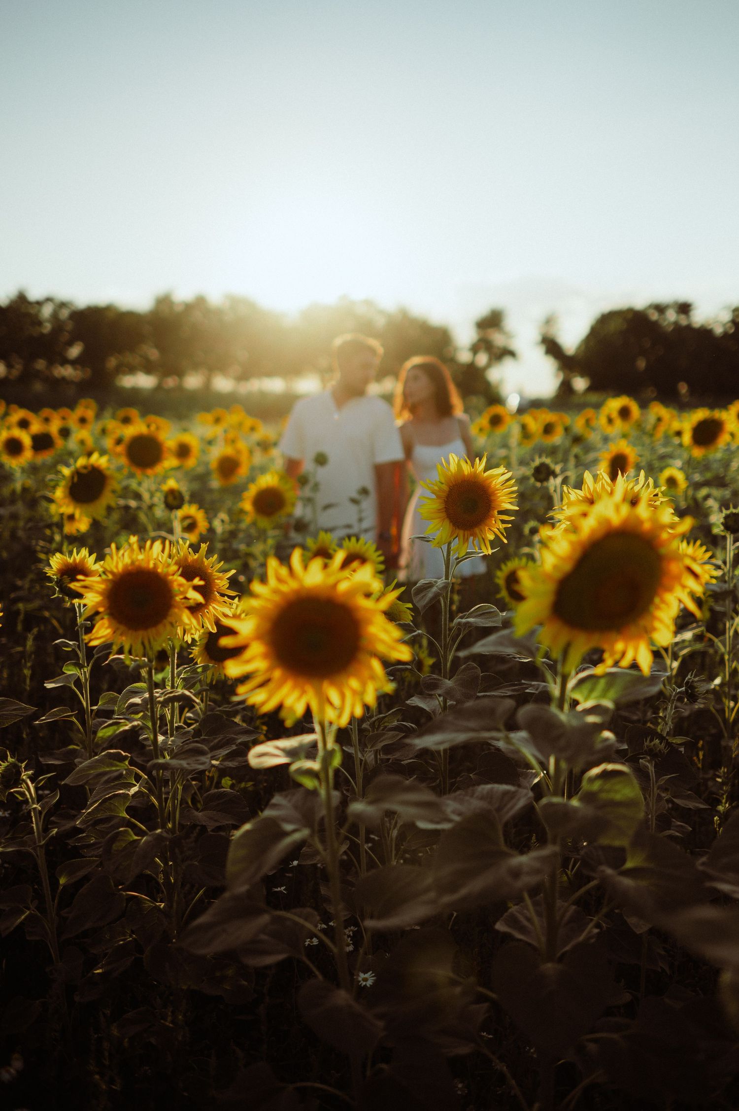 Couple holding hands in a sunlit sunflower field with bright sunflowers in sharp foreground focus.