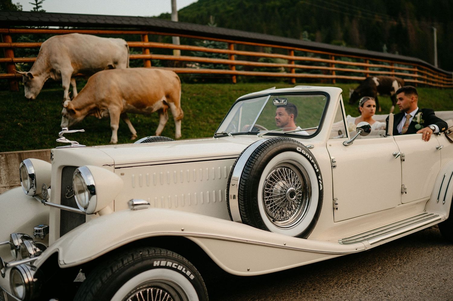 Bride and groom seated in a vintage Beauford convertible with cows grazing in background.