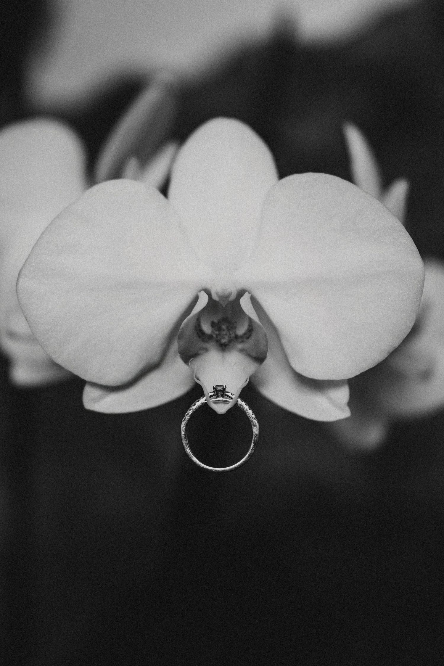 Black and white photo of a diamond engagement ring resting on a white orchid flower bloom.
