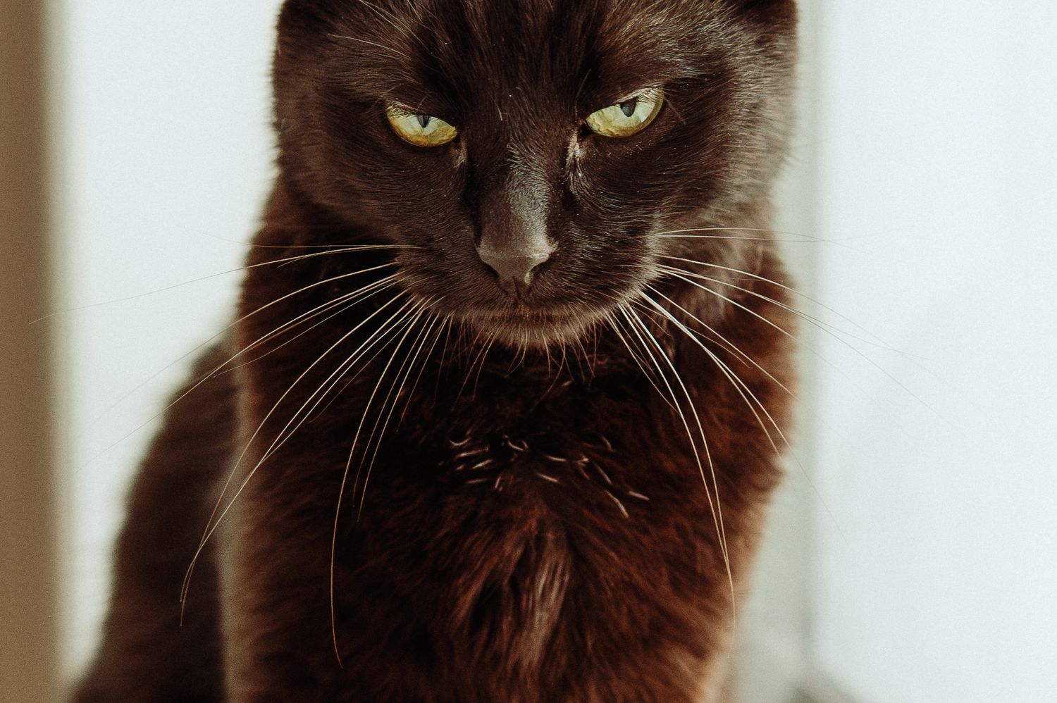 Close-up portrait of a dark brown cat with striking yellow-green eyes and long white whiskers.