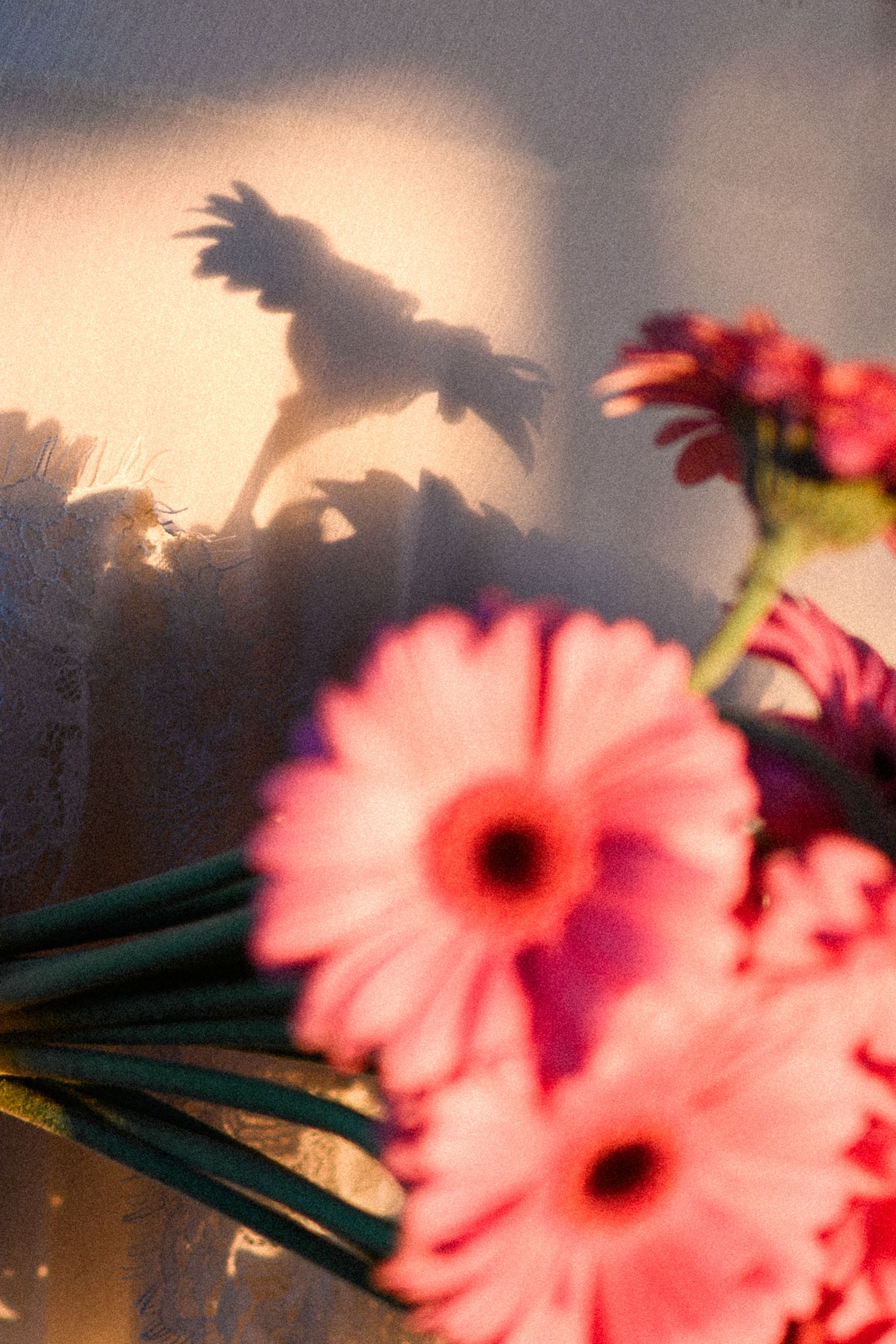 Pink gerbera daisies in soft focus with a dramatic flower shadow cast on a warm sunlit wall behind them.